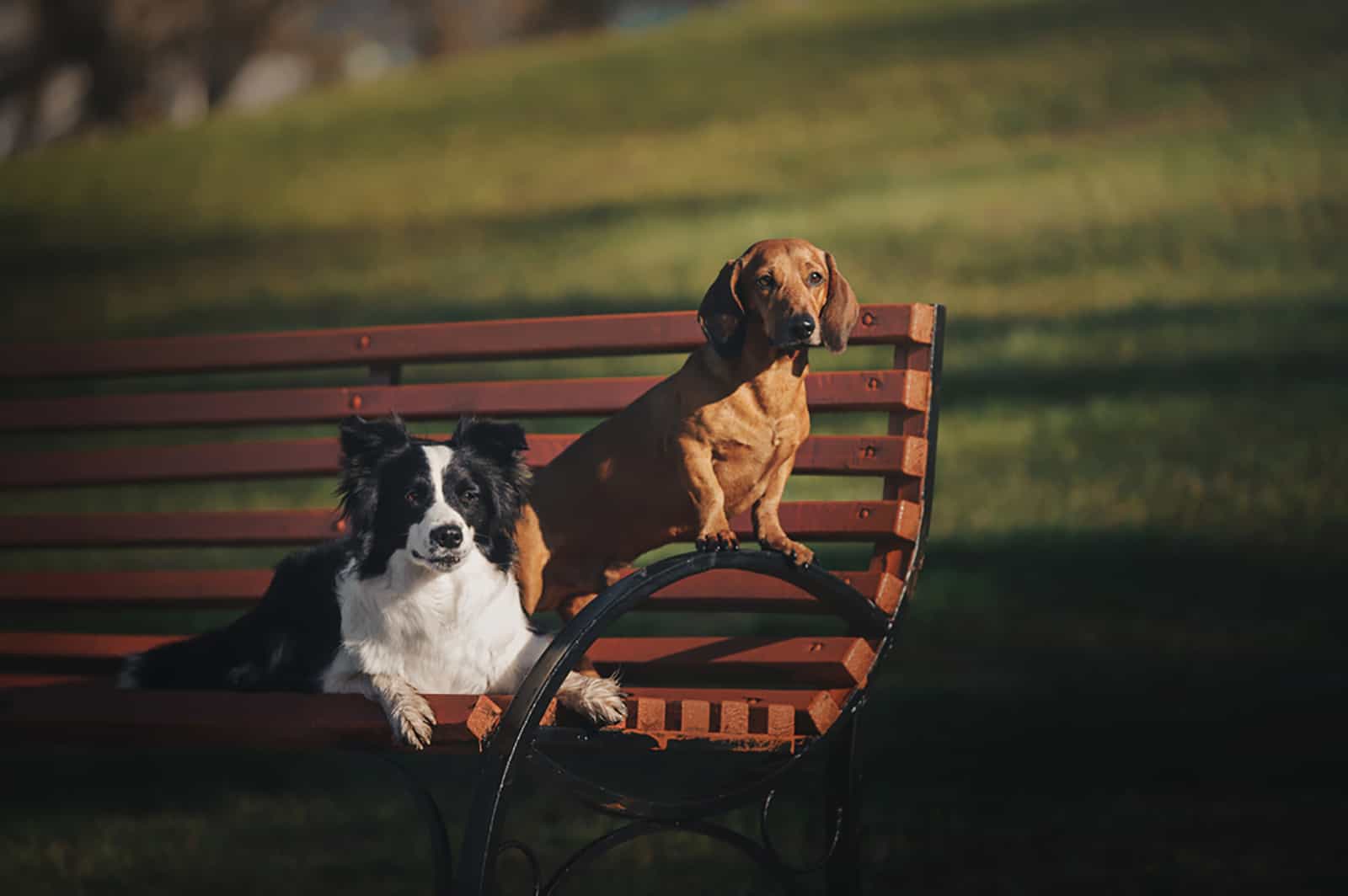 dachshund and border collie