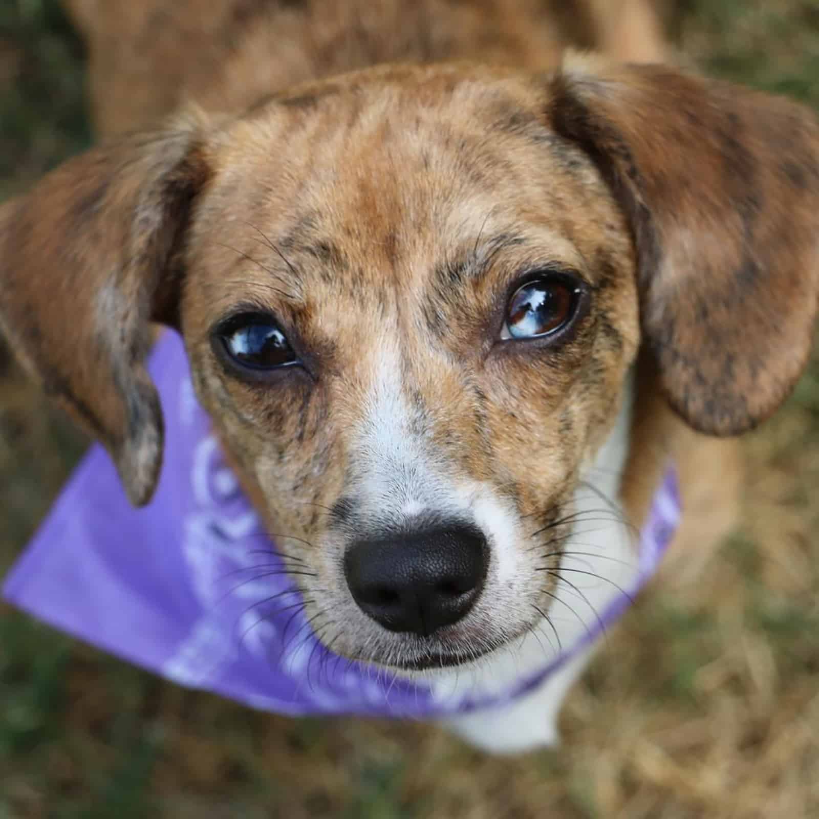 dachshund beagle mix looking into camera