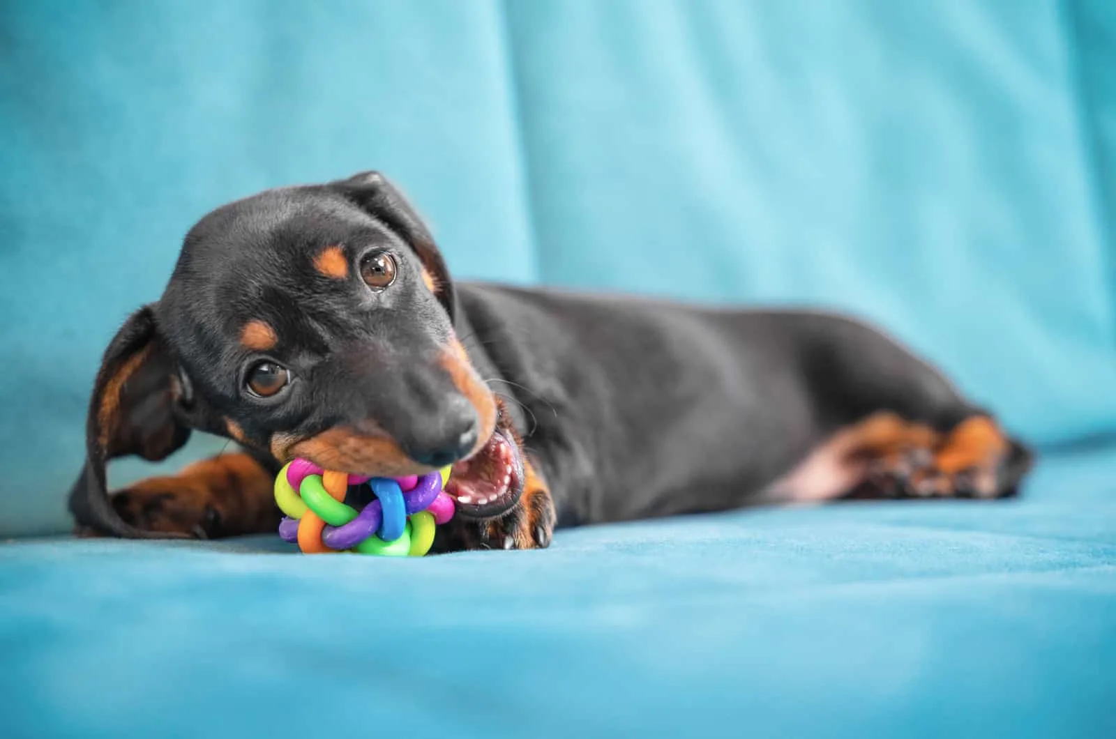 dachshund chewing a toy on blue couch