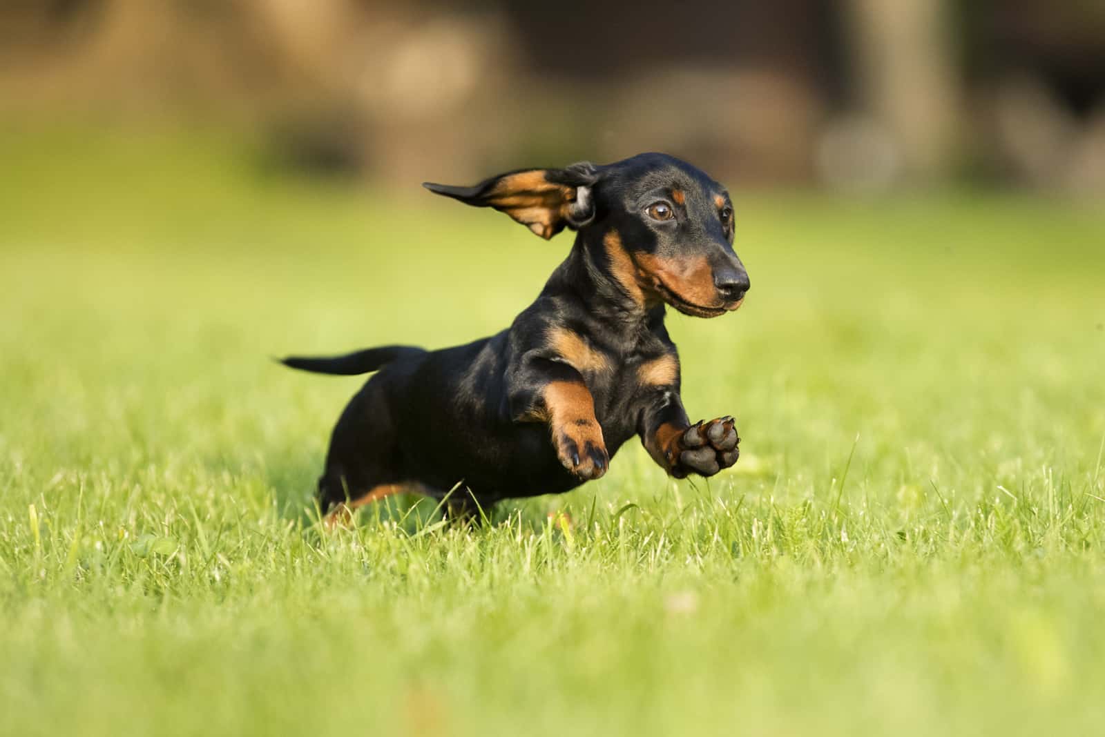 dachshund dog running in the grass