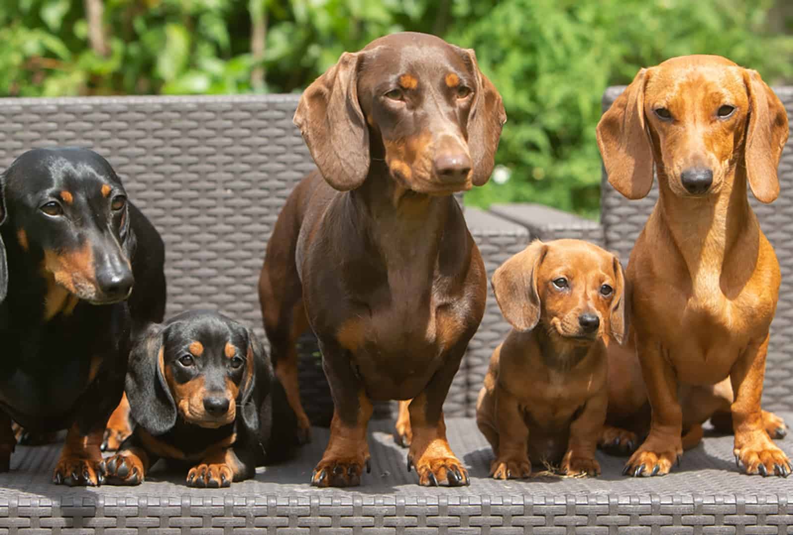 dachshund dogs sitting outdoors