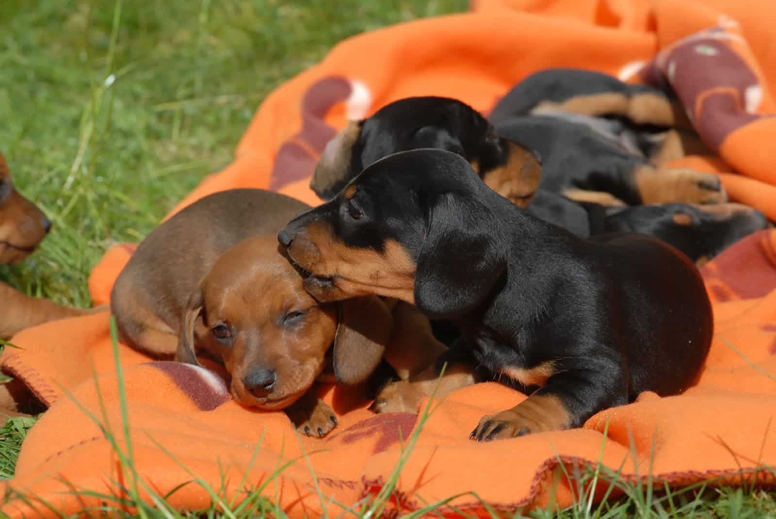 dachshund puppies lying on the blanket