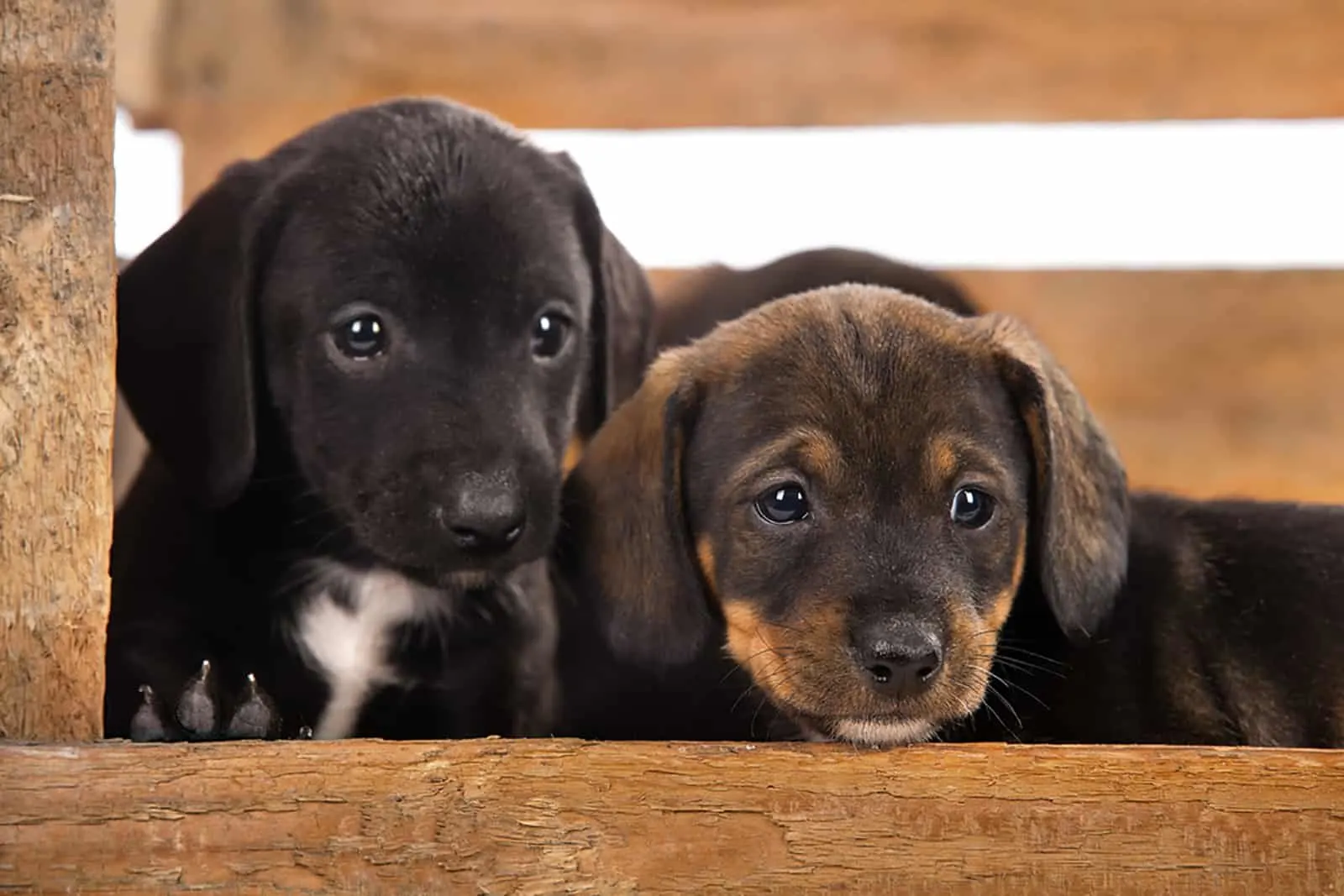 dachshund puppies sitting in a wooden box