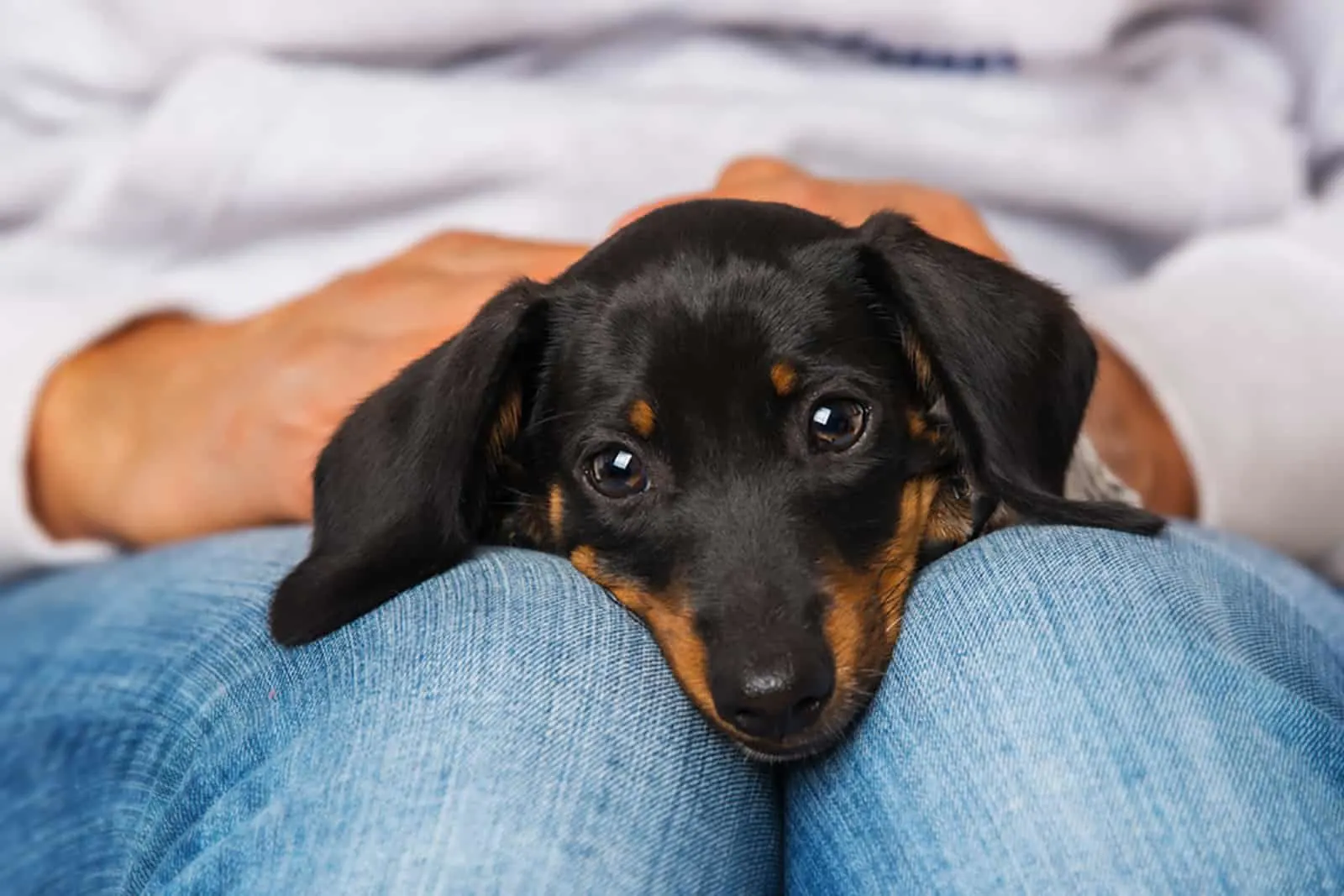 dachshund puppy lying on his owner's knees