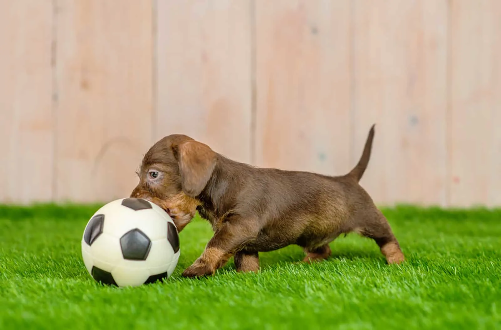 dachshund puppy playing with soccer ball on green grass
