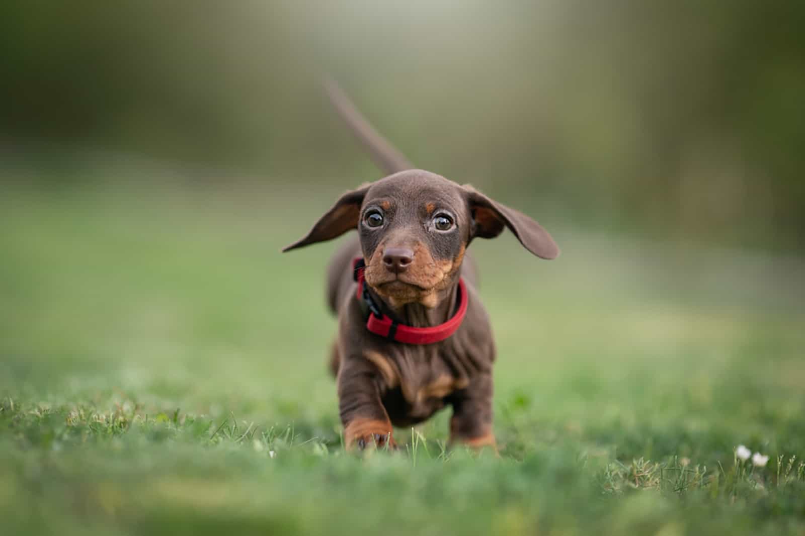 dachshund puppy running in the park