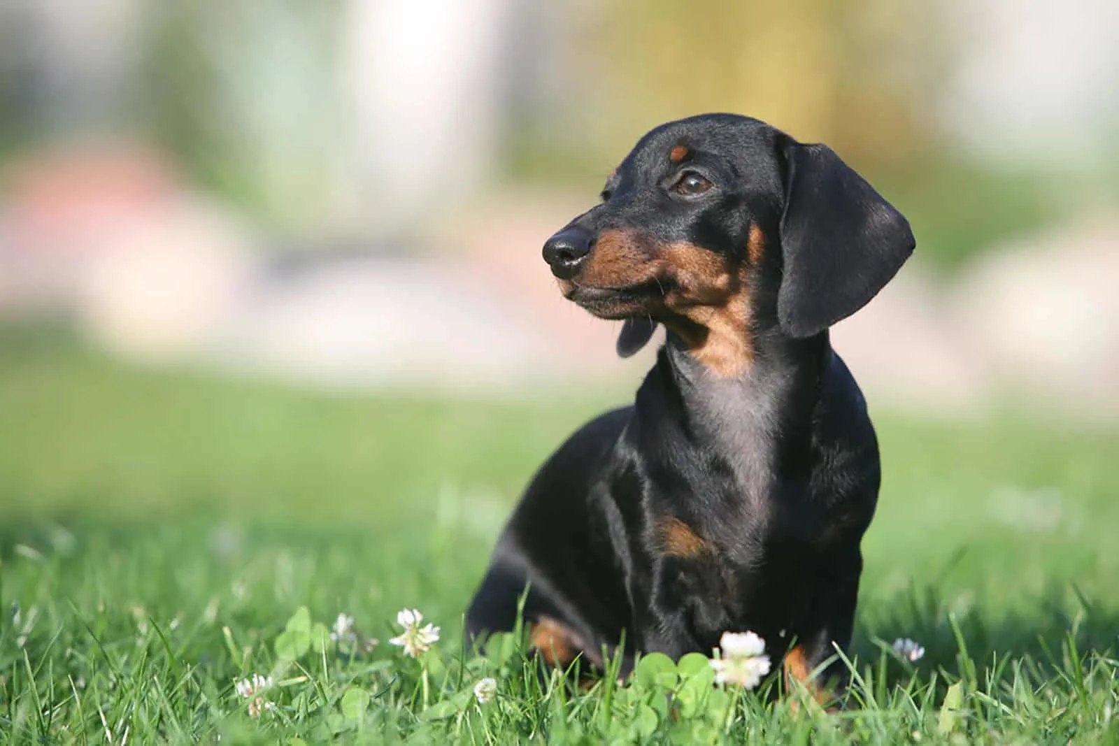 dachshund puppy sitting in the grass in the park