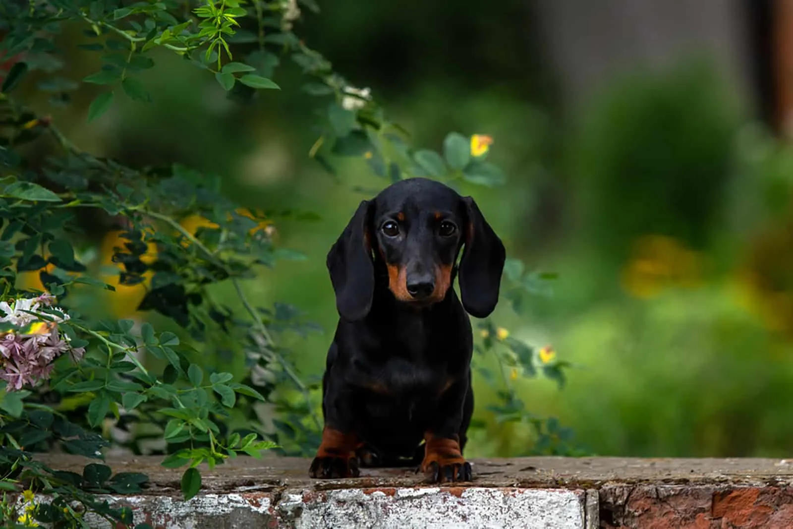 dachshund puppy sitting on the wall in the garden