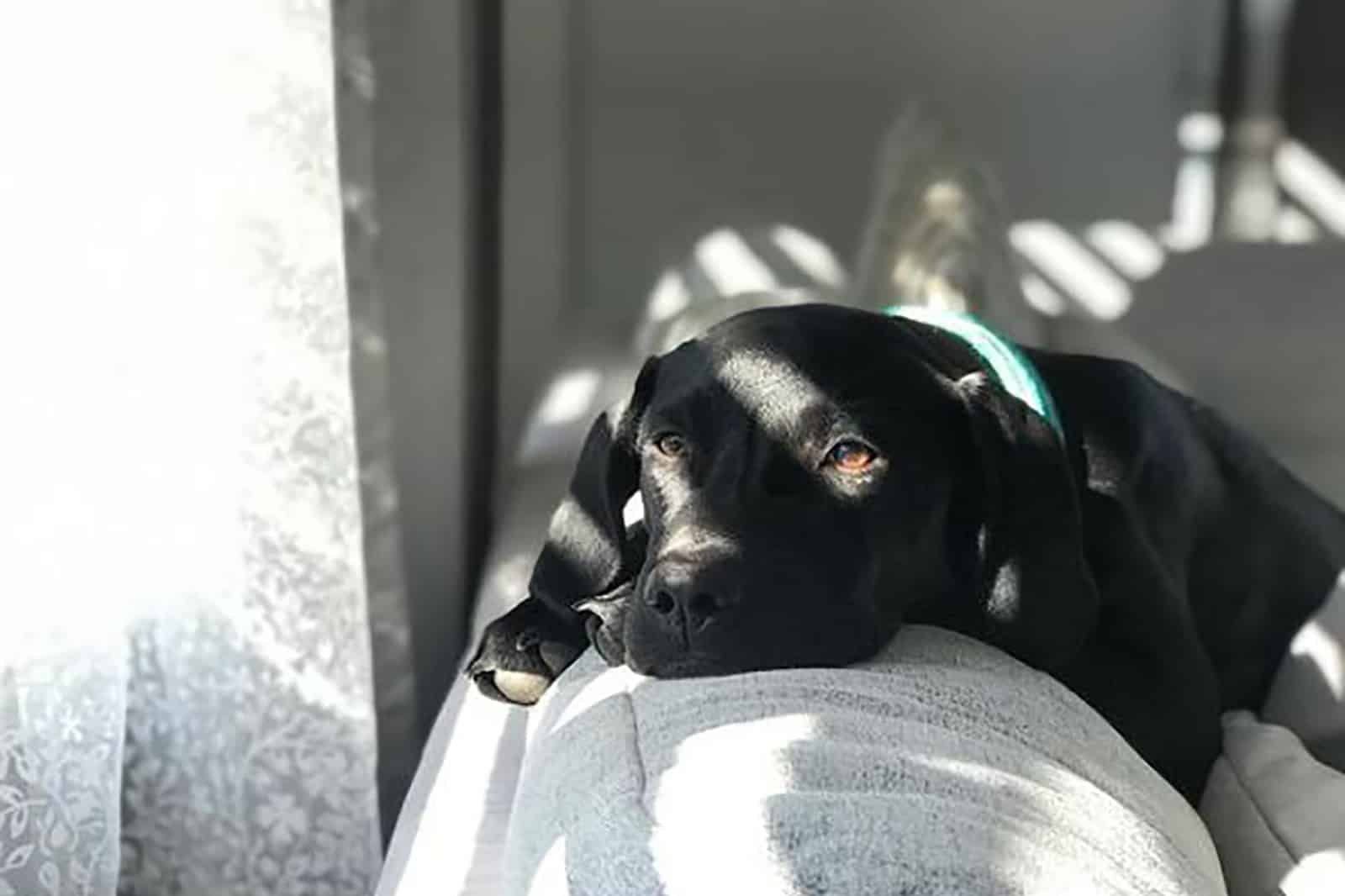 dalmador dog lying on the couch near the window