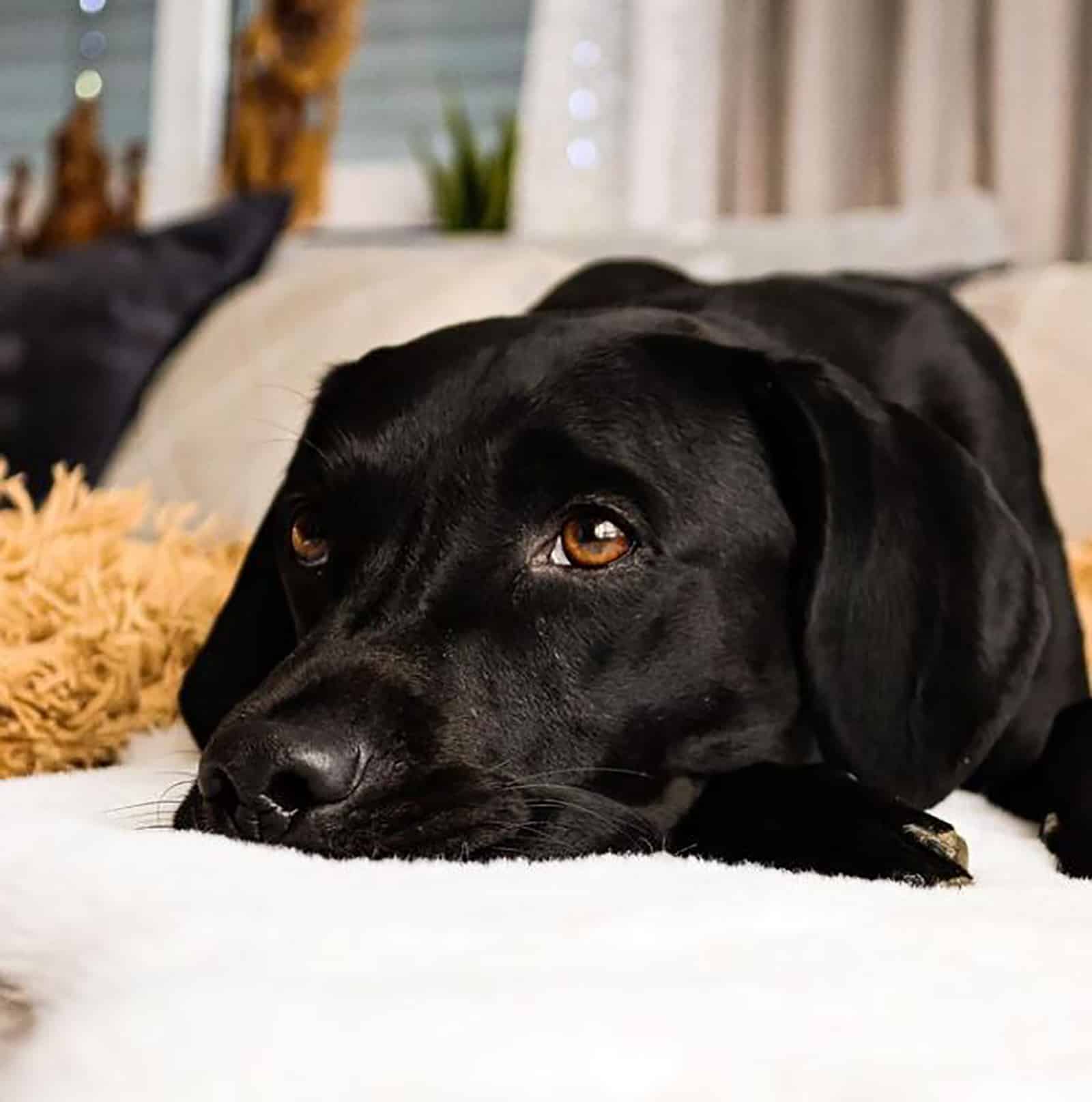 dalmador dog lying on the bed