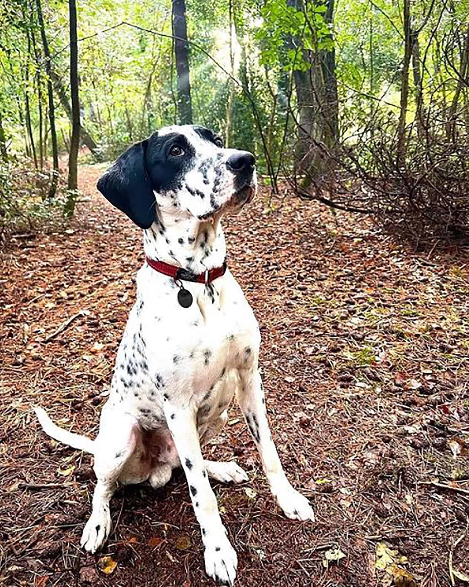 dalmador dog sitting on the ground in the forest