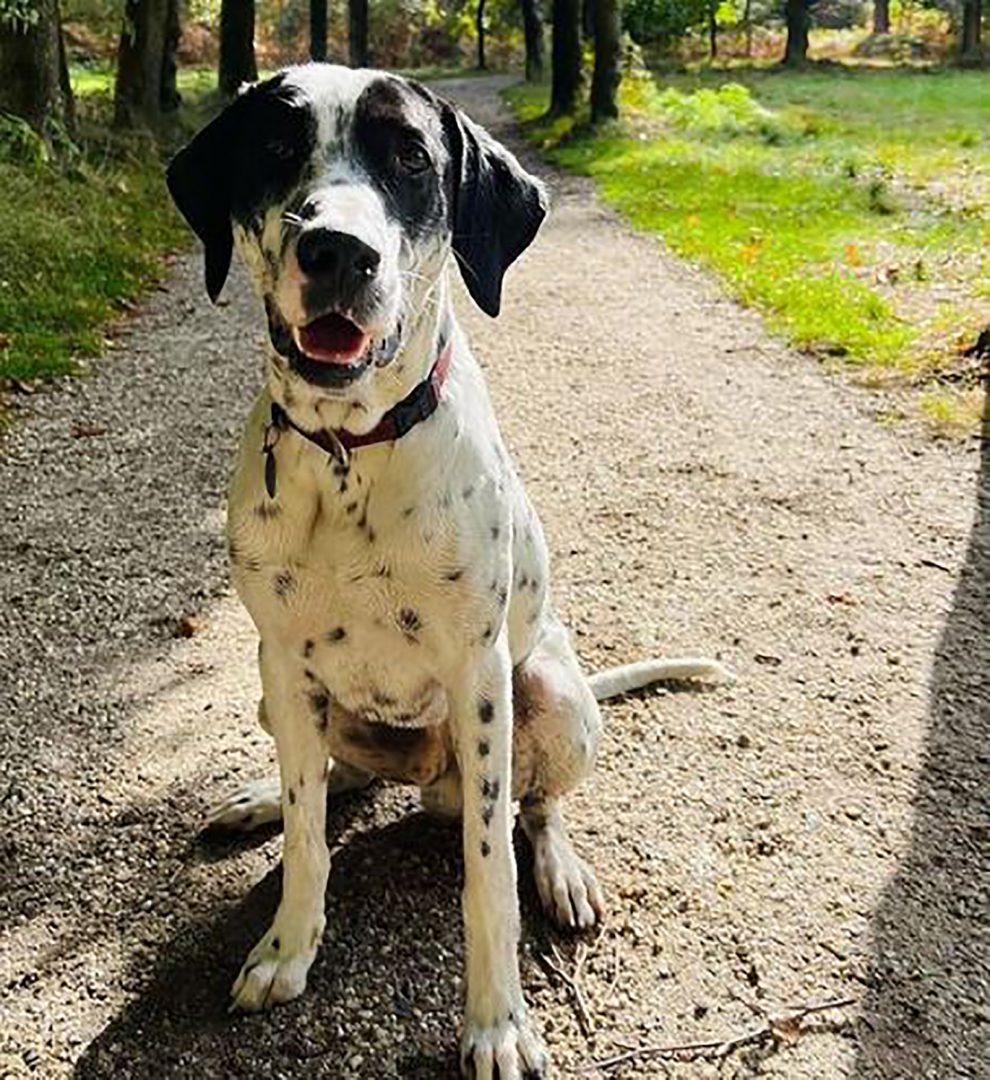 Dalmatian Lab Mix Watch Out, It Might Steal Your Heart