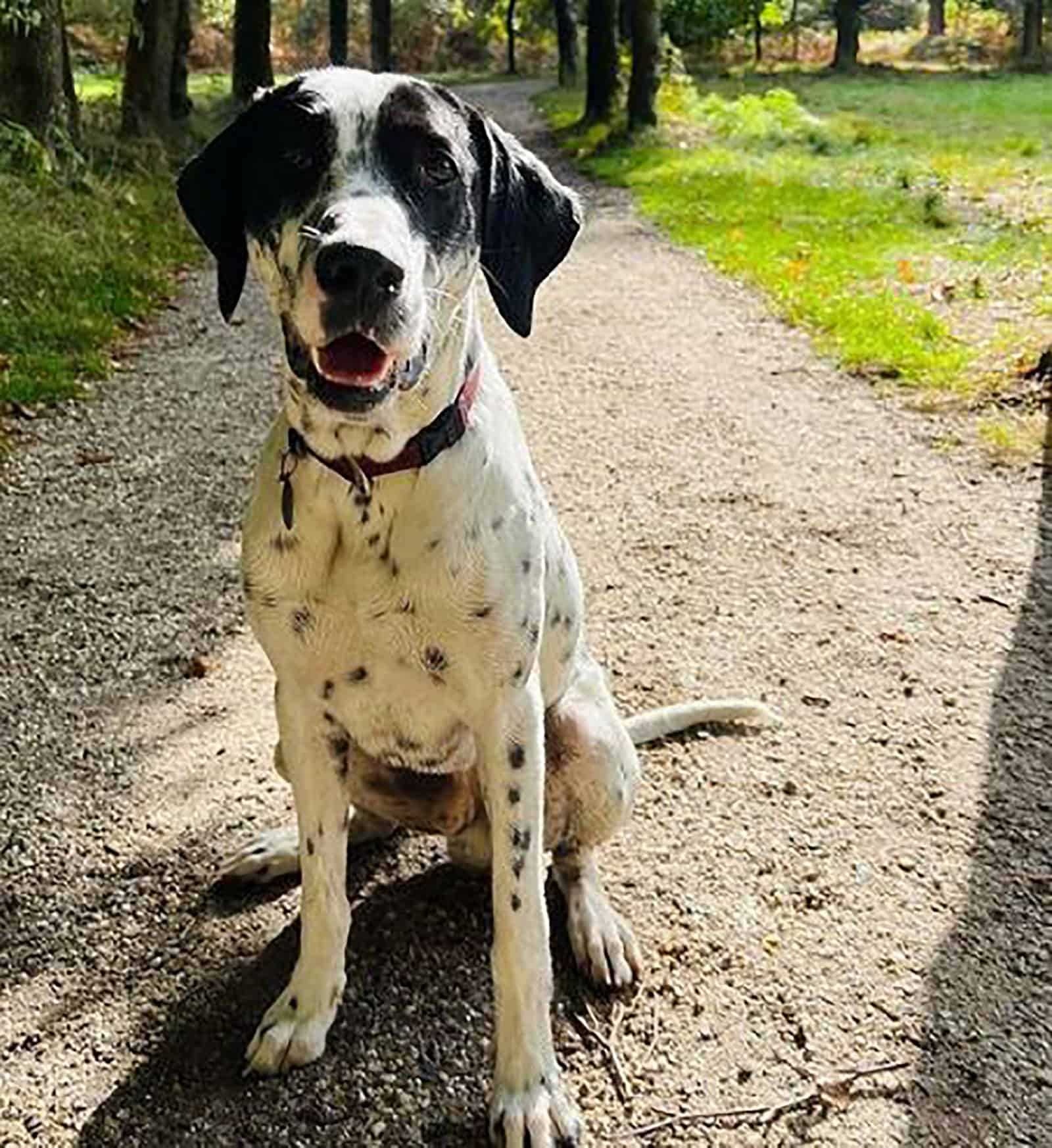 dalmador dog sitting on the path in the park