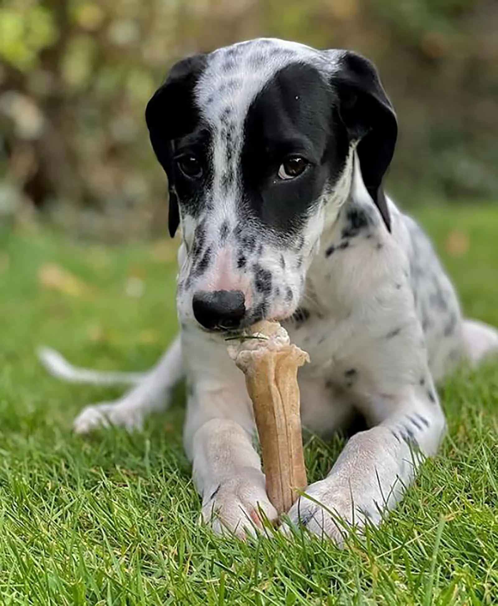 dalmador puppy eating a treat