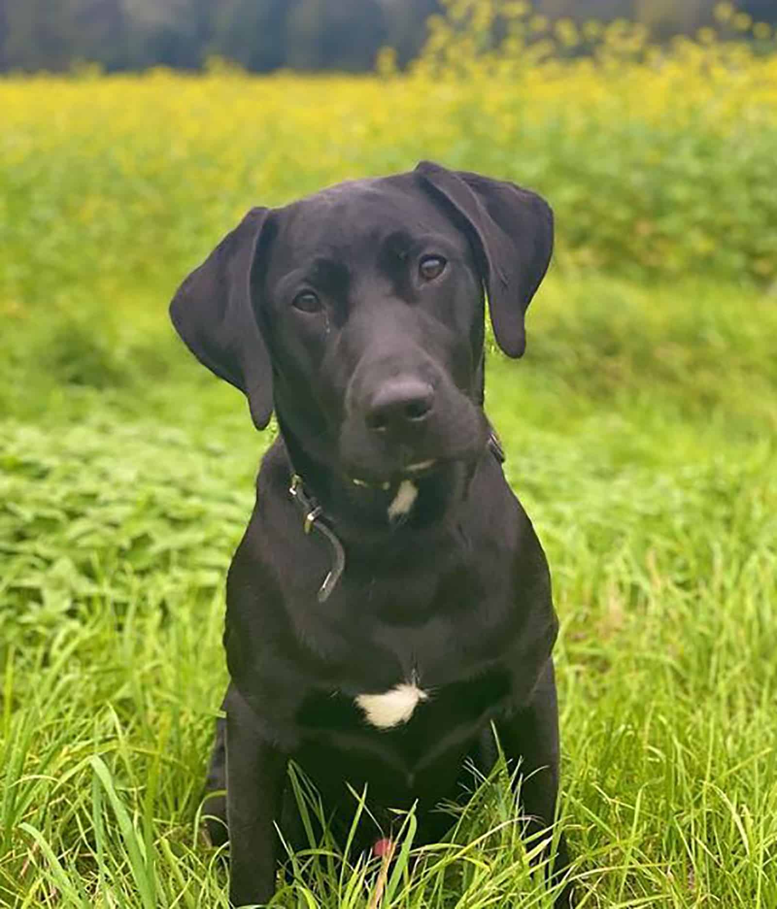 dalmador sitting on a meadow