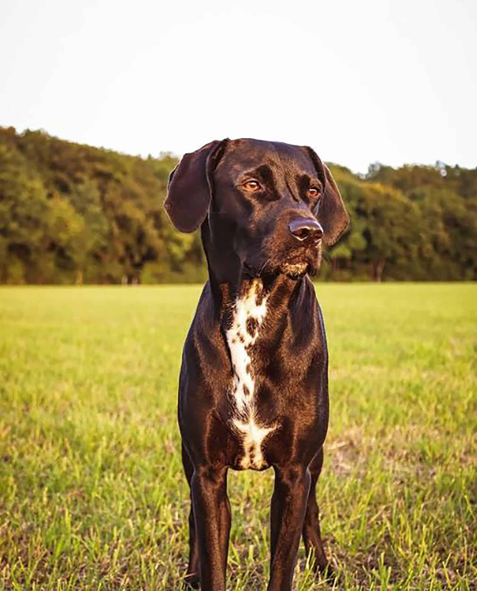 dalmador dog in the field