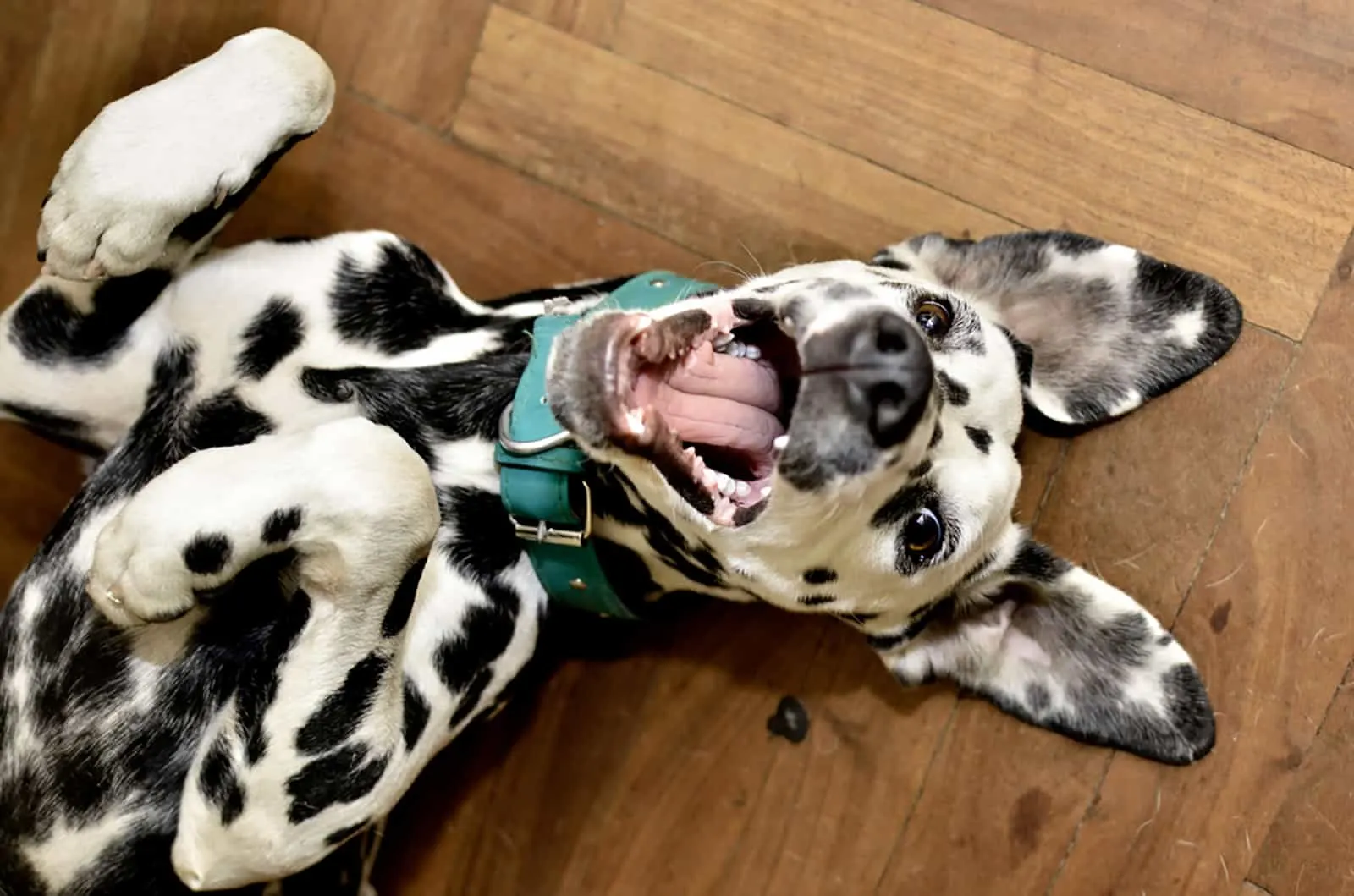dalmatian dog playing indoors