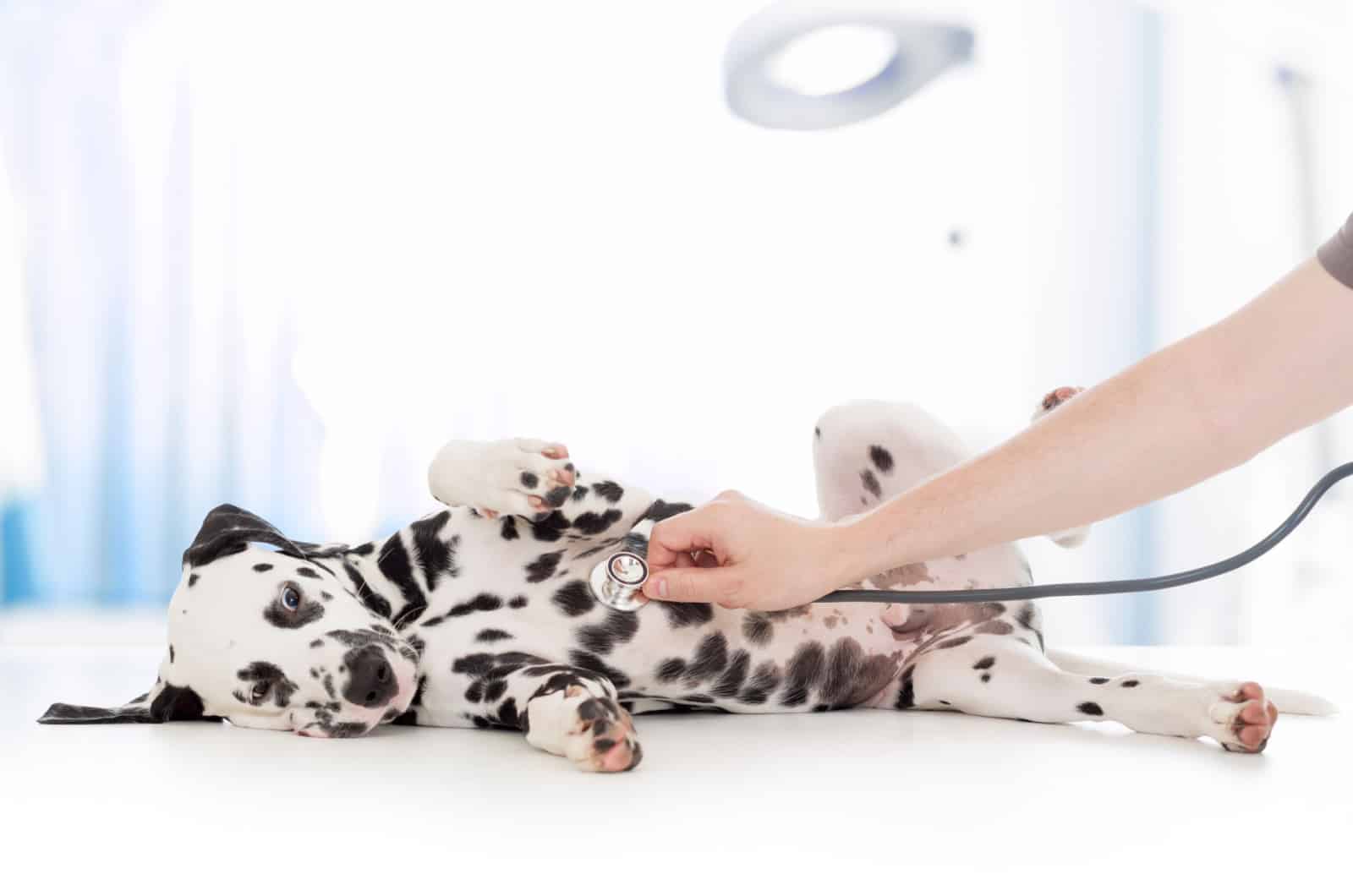dalmatian at the vet