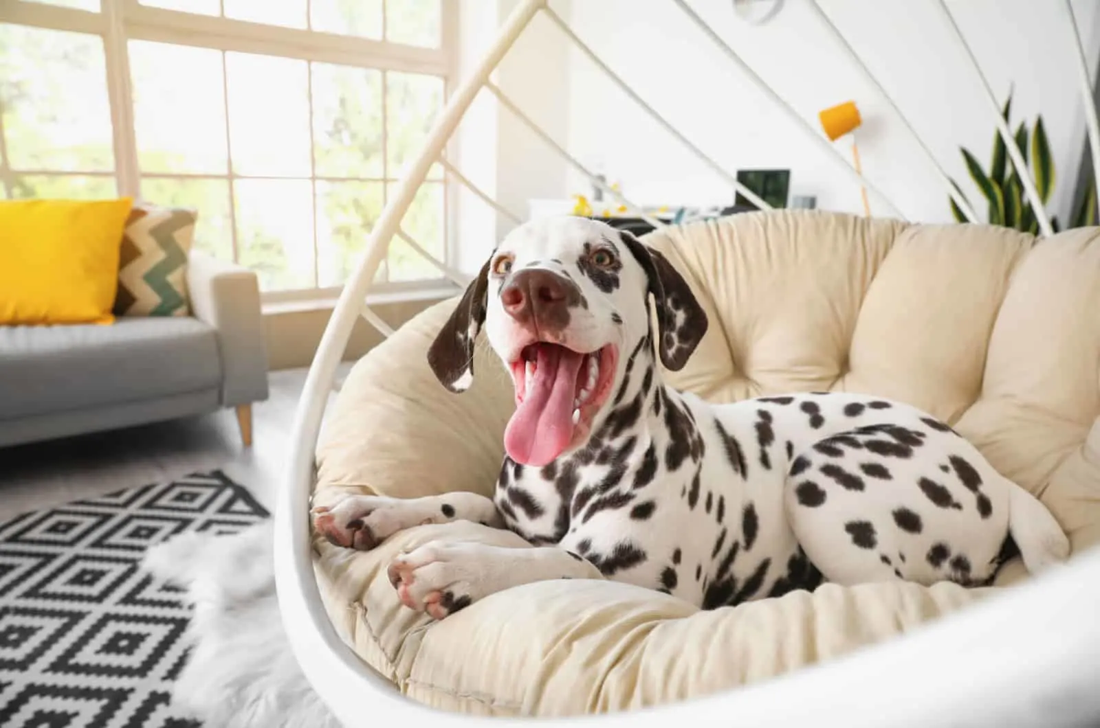 dalmatian in an armchair