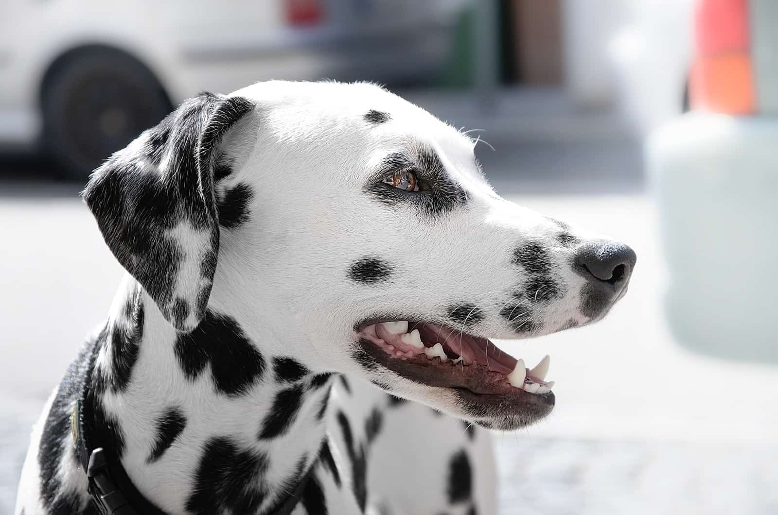 dalmatian looking away from camera