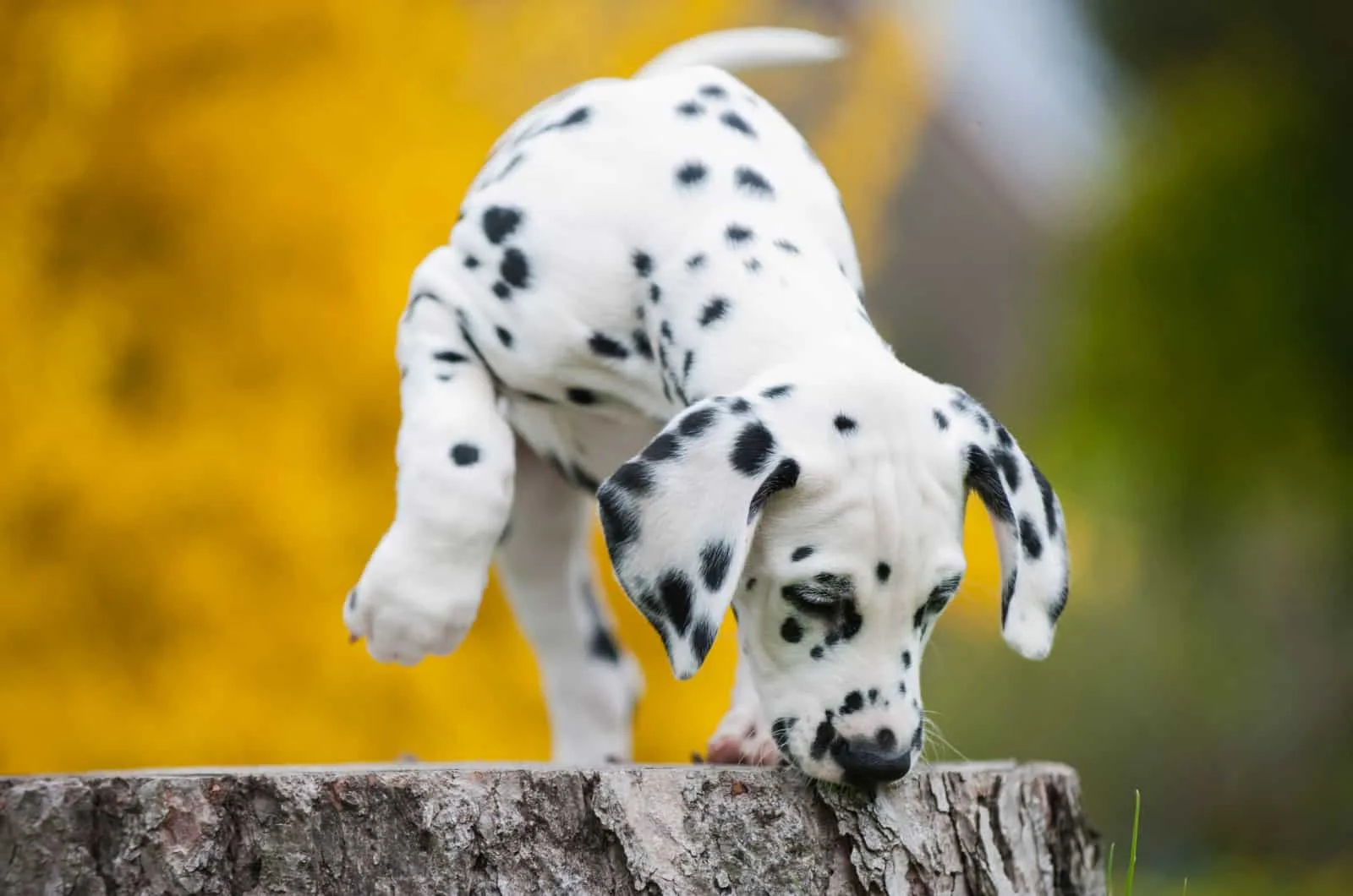 dalmatian puppy