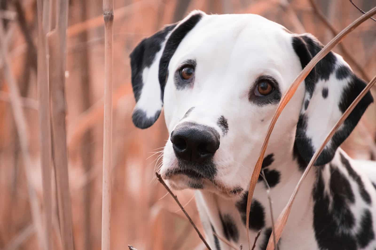 dalmatian dog in the field