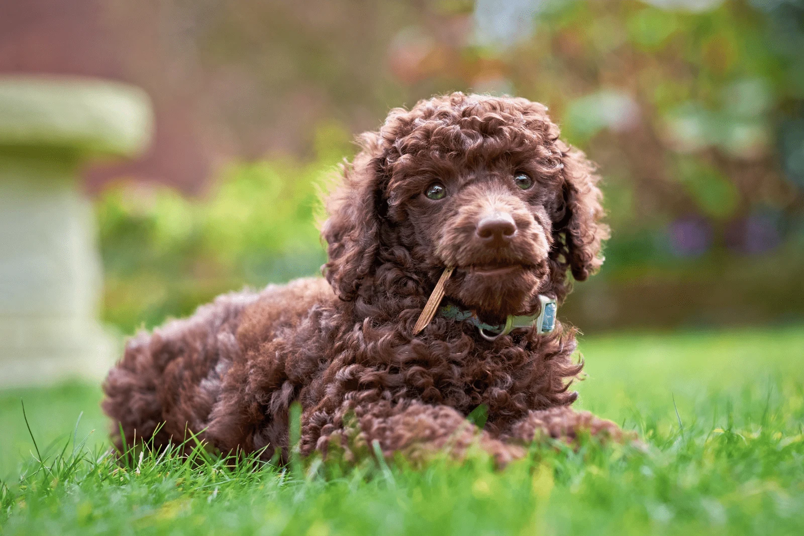 dark brown poodle lying in the grass