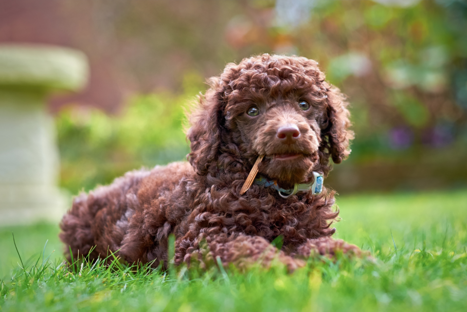 9 Best Poodle Breeders In New Jersey