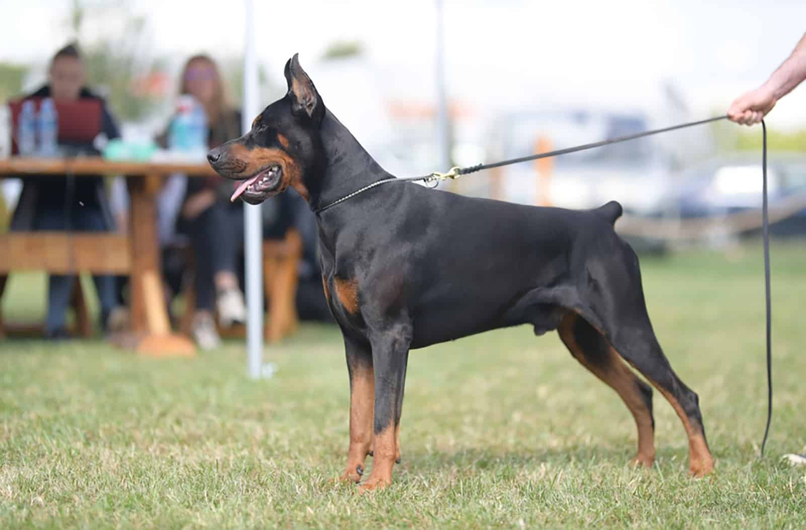 doberman dog with docked tail on a leash