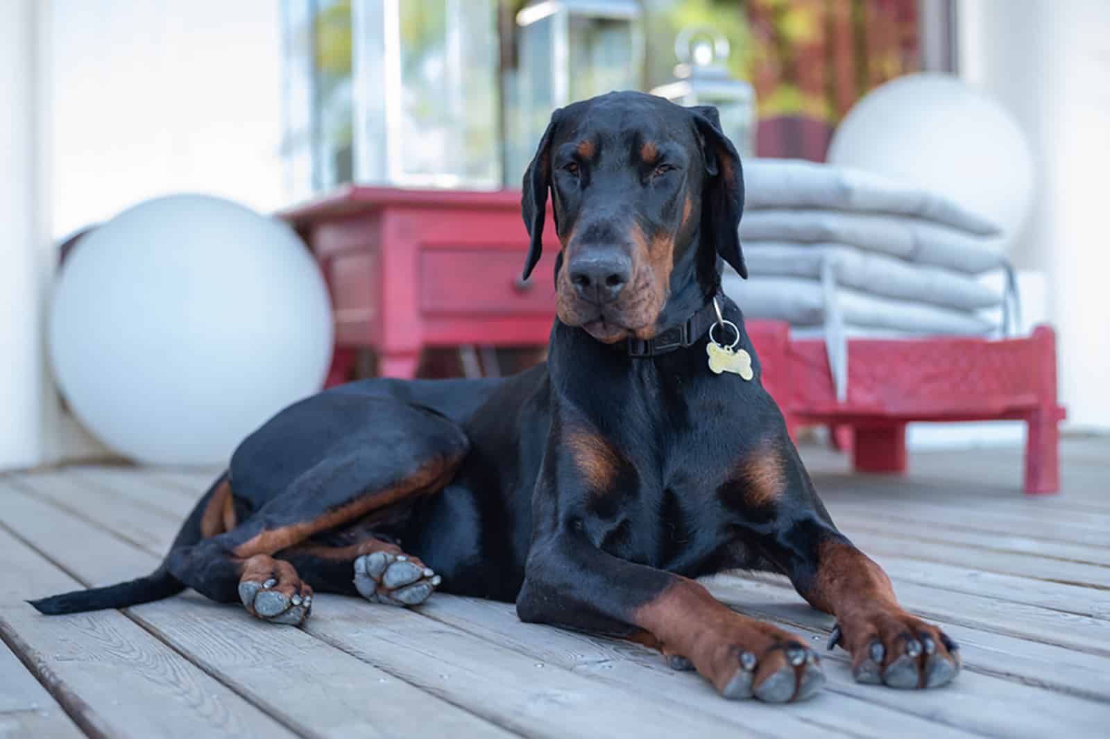 doberman lying outdoors