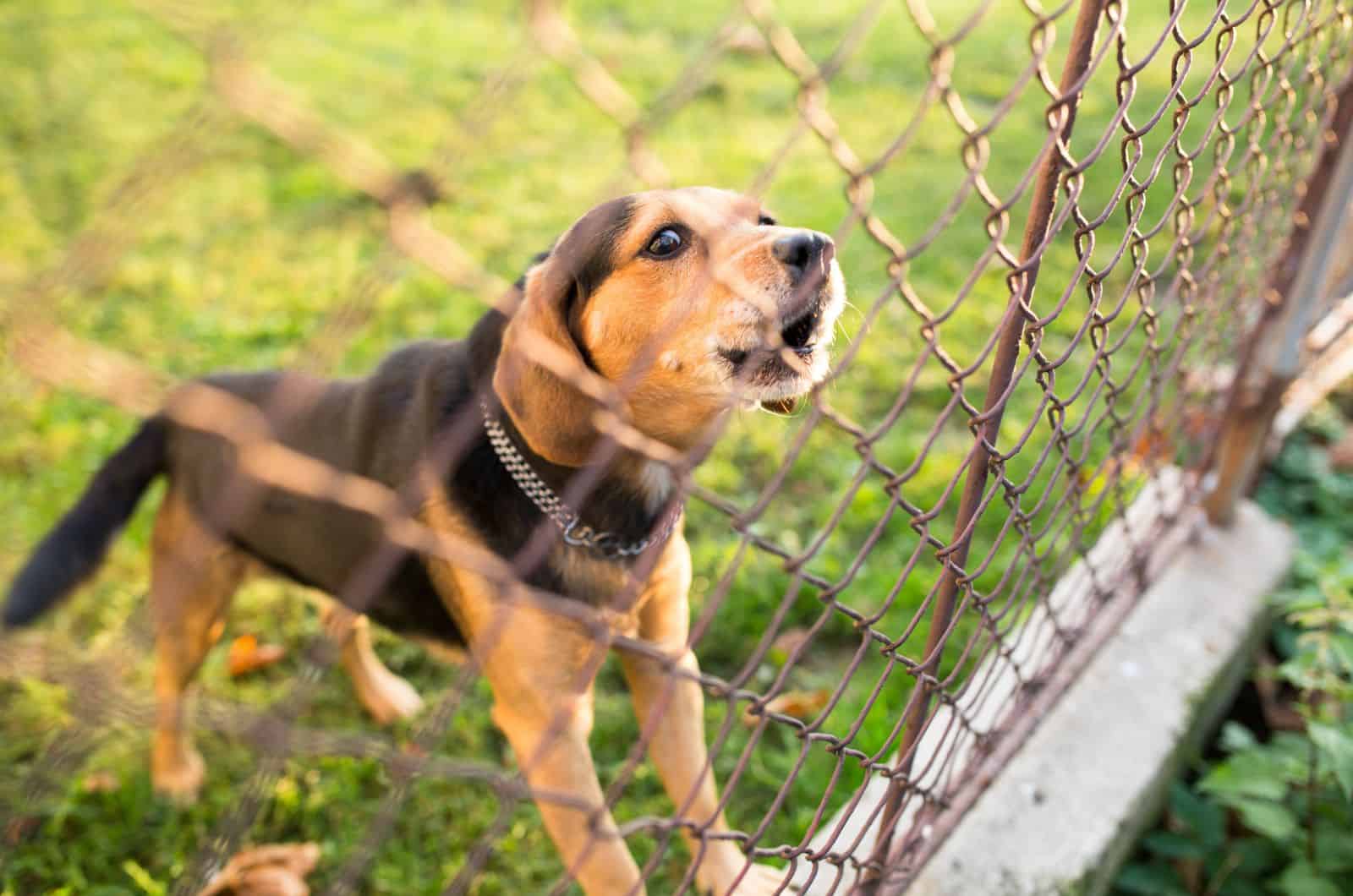 dog barking by Chicken Wire Dog Fence