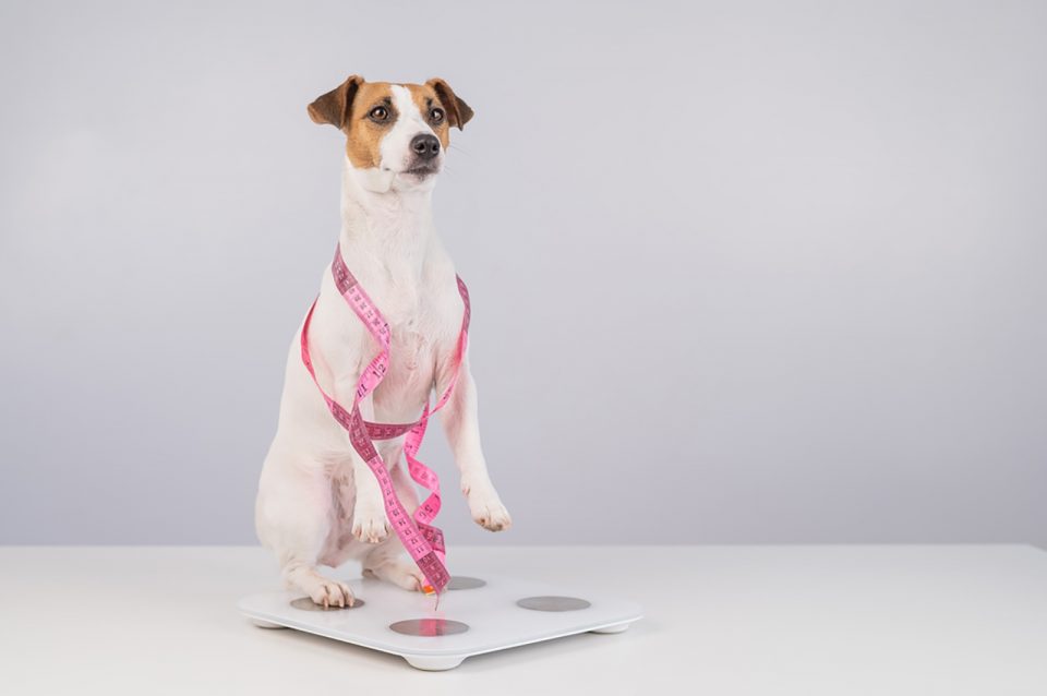 Jack Russell Growth Chart Things To Know