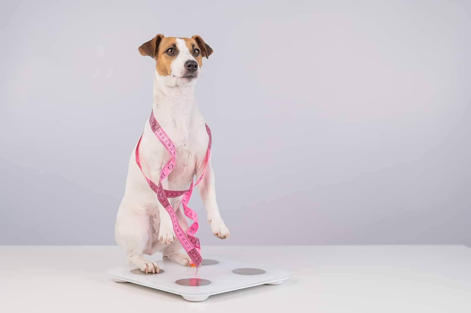 dog jack russell terrier stands on a scale with measuring tape