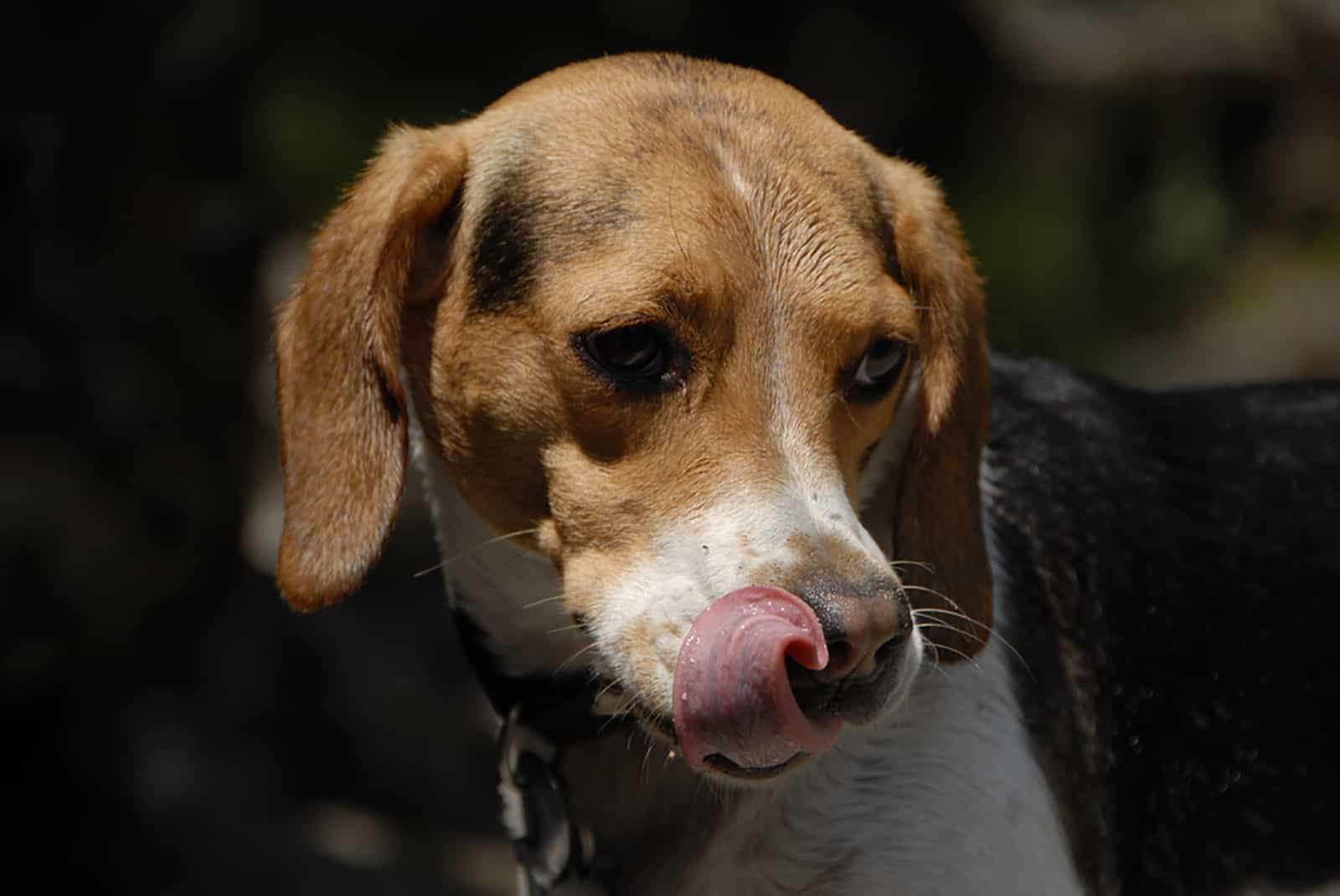 dog licks his mouth outdoors