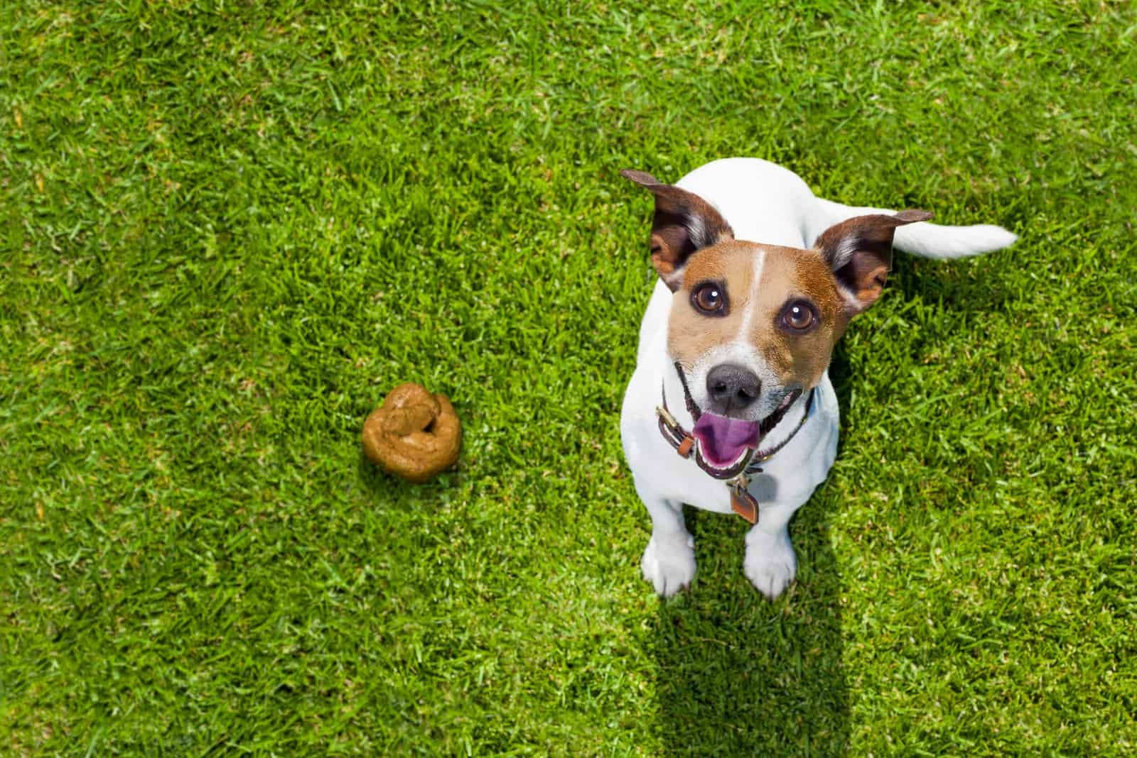 dog looking up after pooping