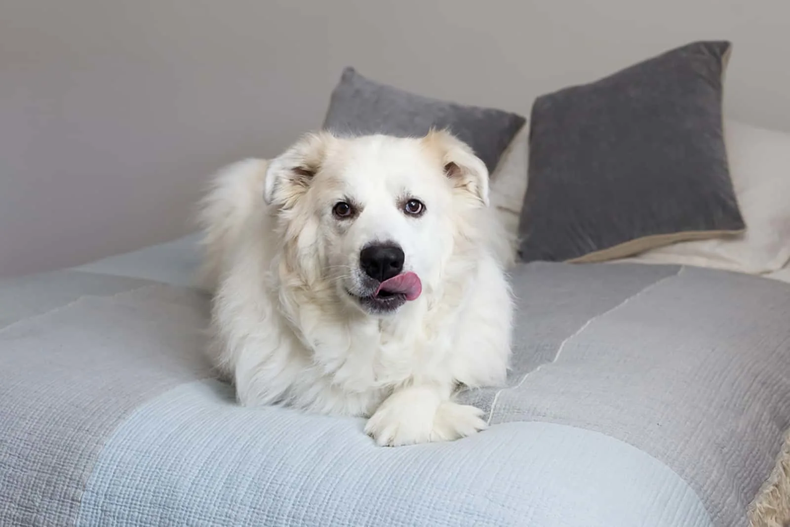dog lying on the bed and licking its lips