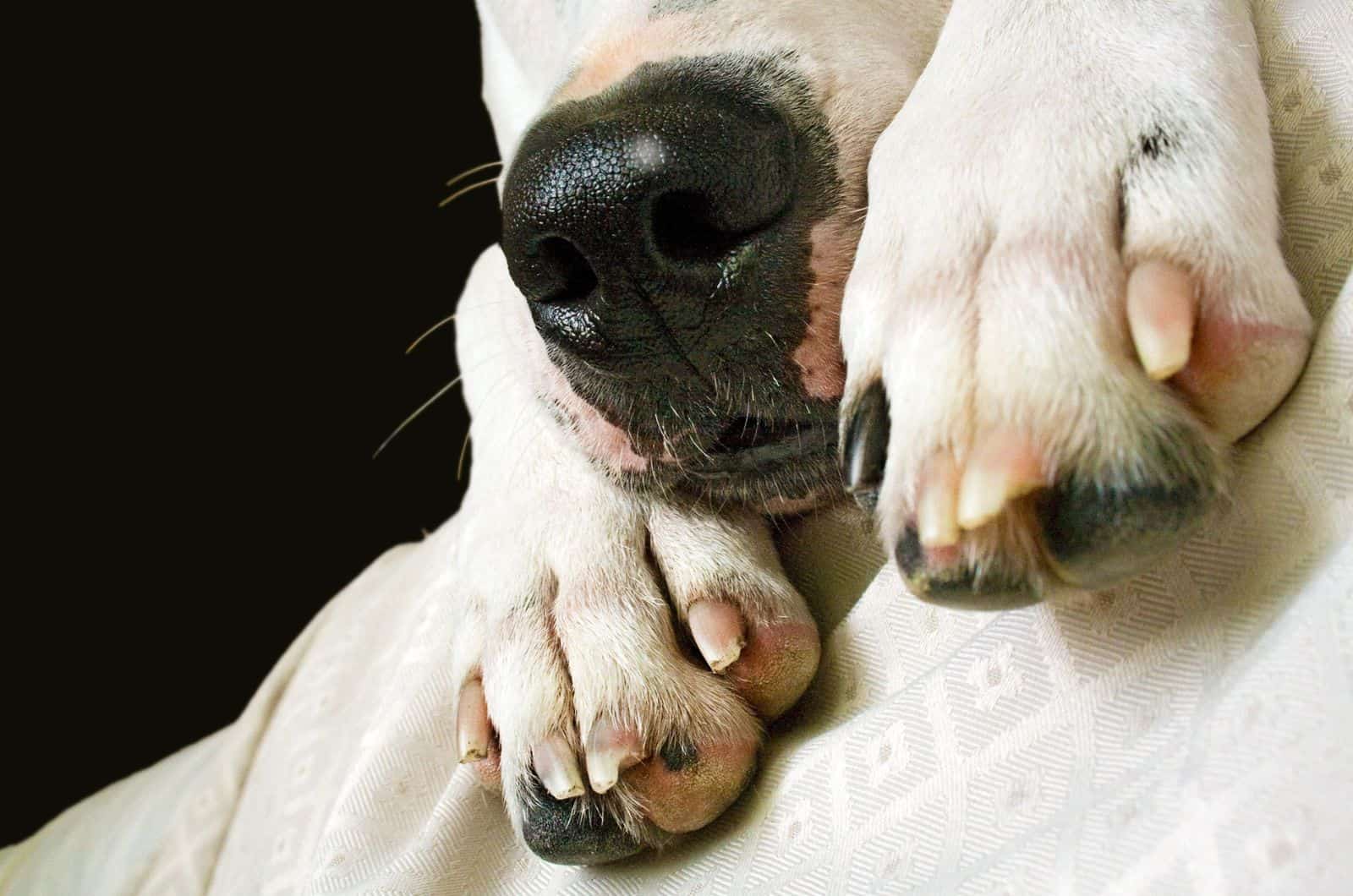 dog nose with white spots