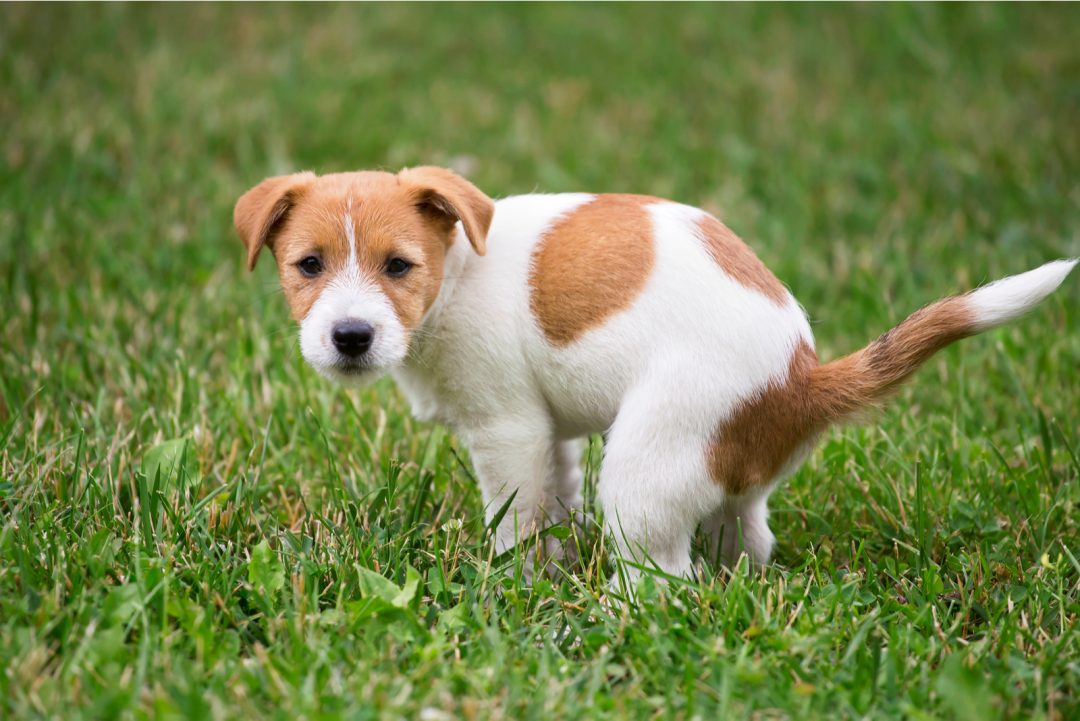 20 Causes Of Dog Pooping Clear Liquid And 5 Easy Solutions