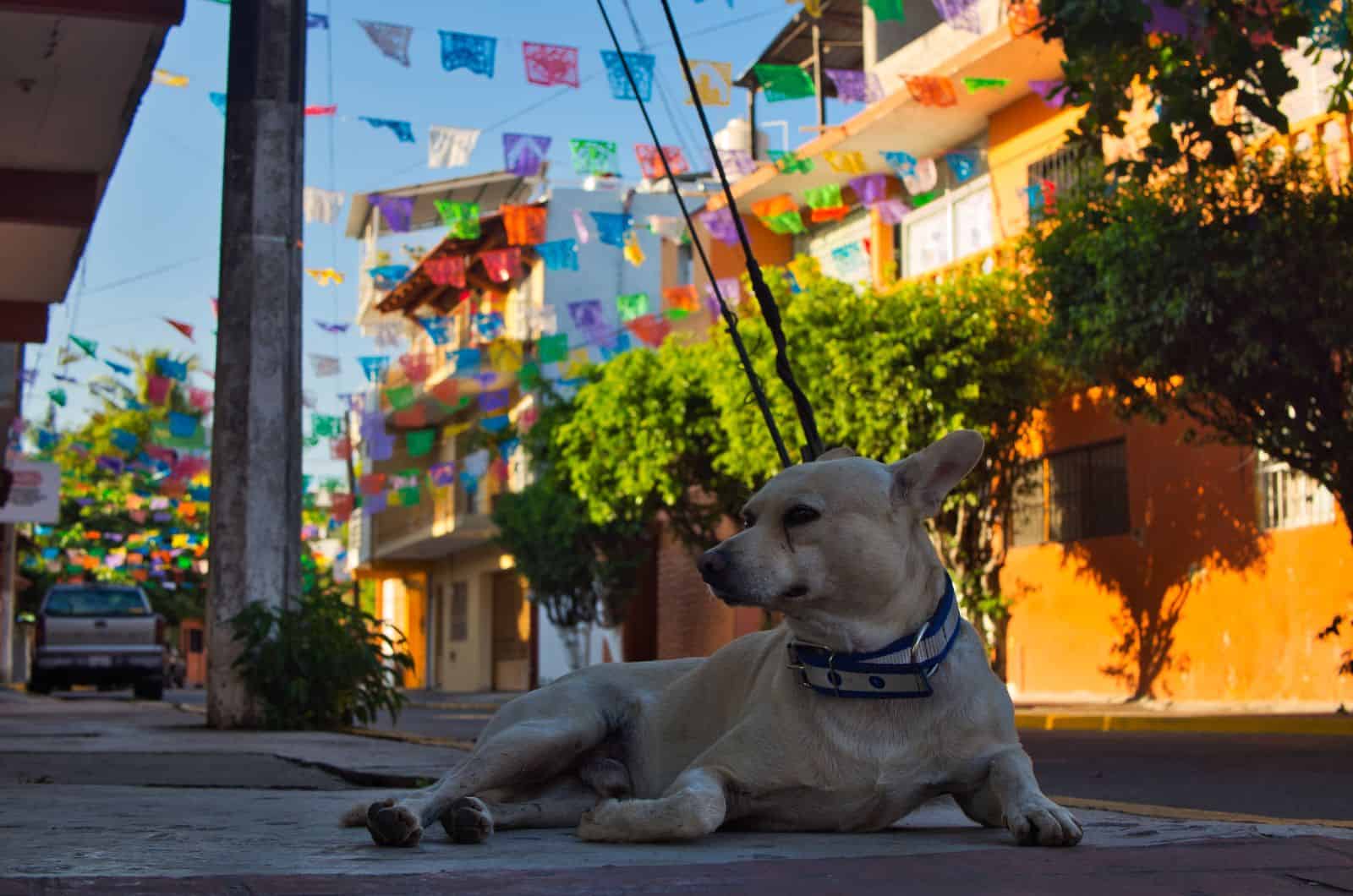 dog sitting outside posing for photo