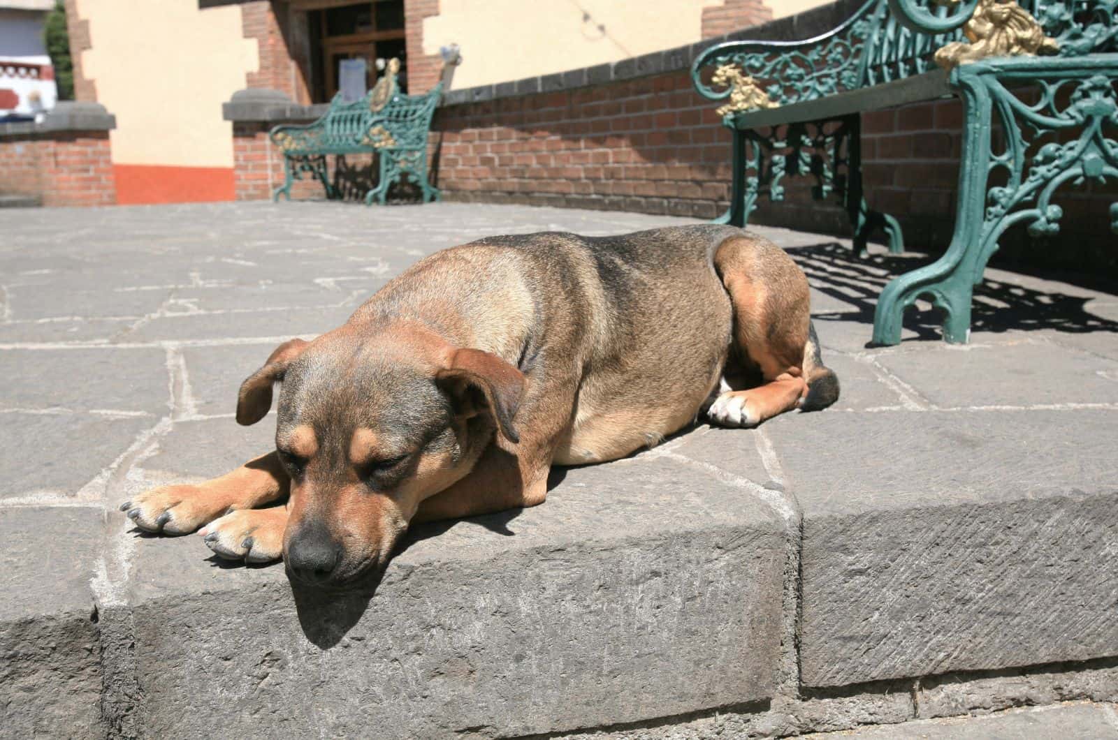 dog sitting outside