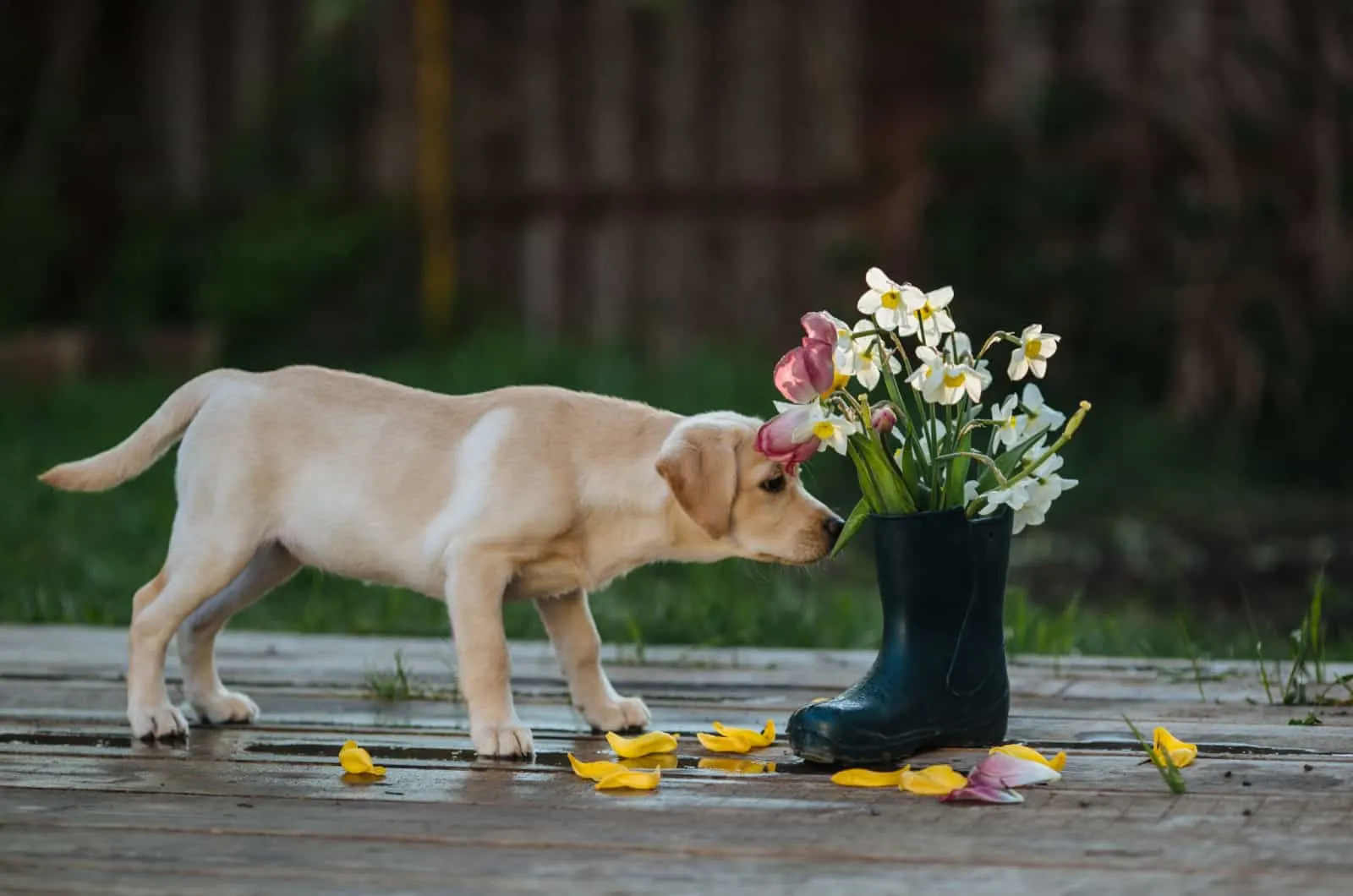 dog sniffing daffodils