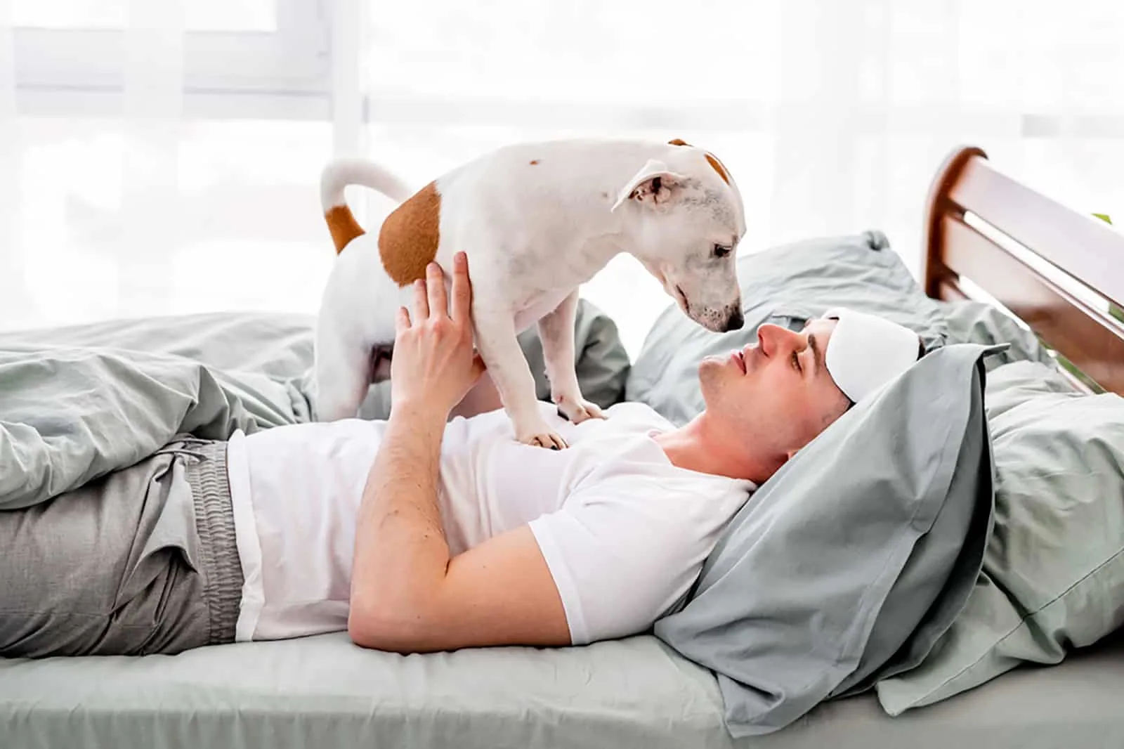 dog standing on his owner in the bed in the morning