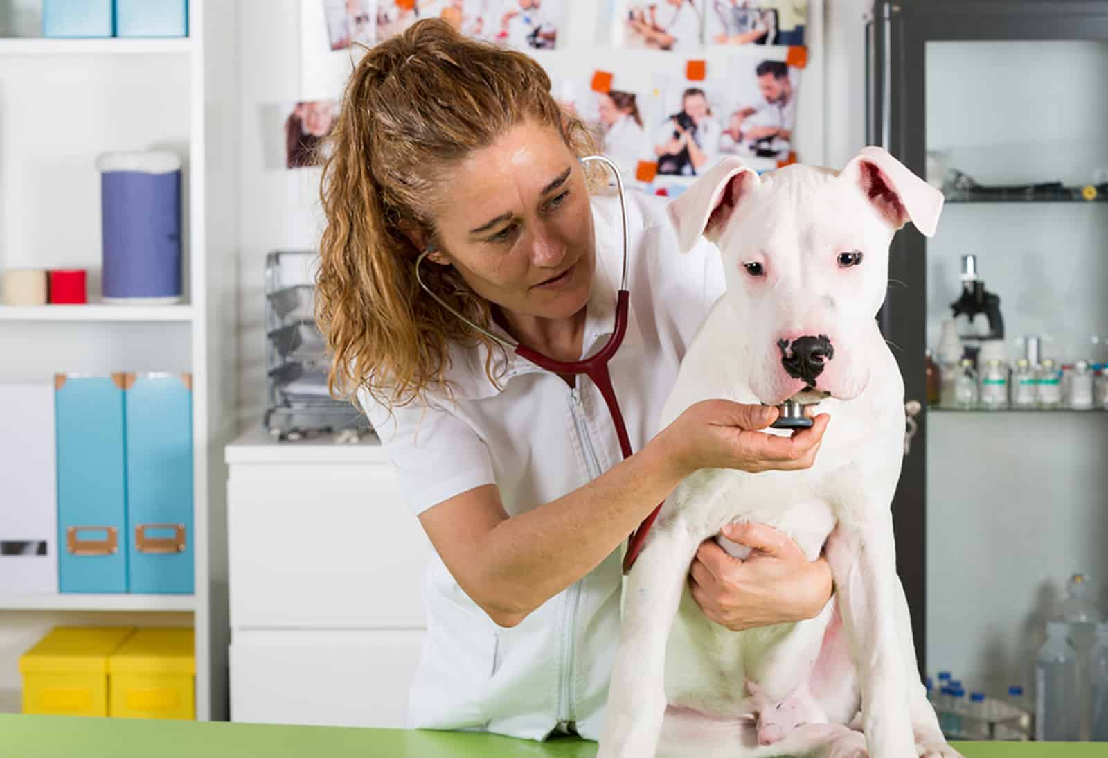 dogo argentino dog at the veterinary clinic