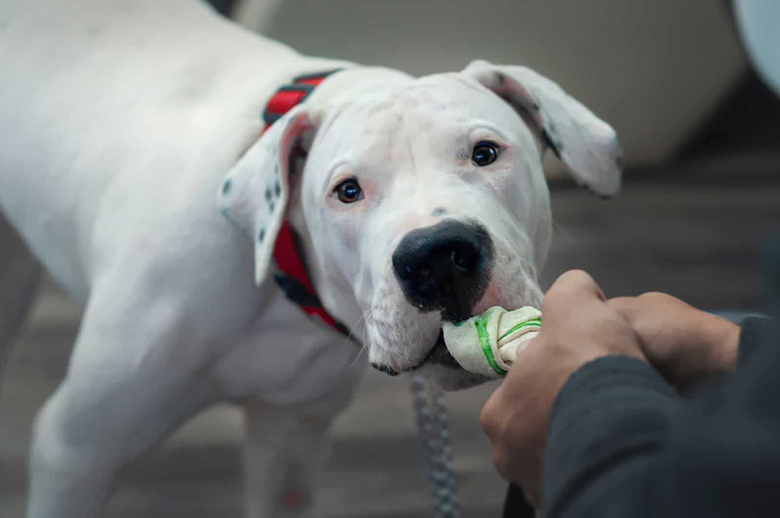 dogo argentino playing with his owner