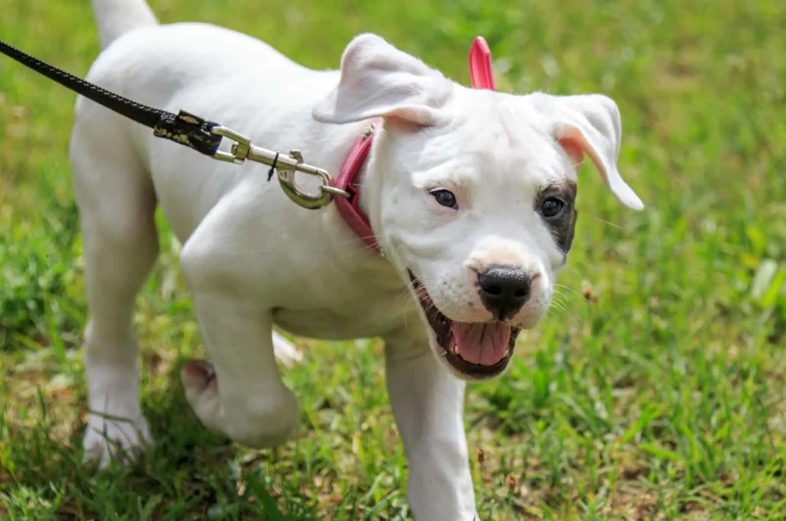 dogo argentino puppy on a leash