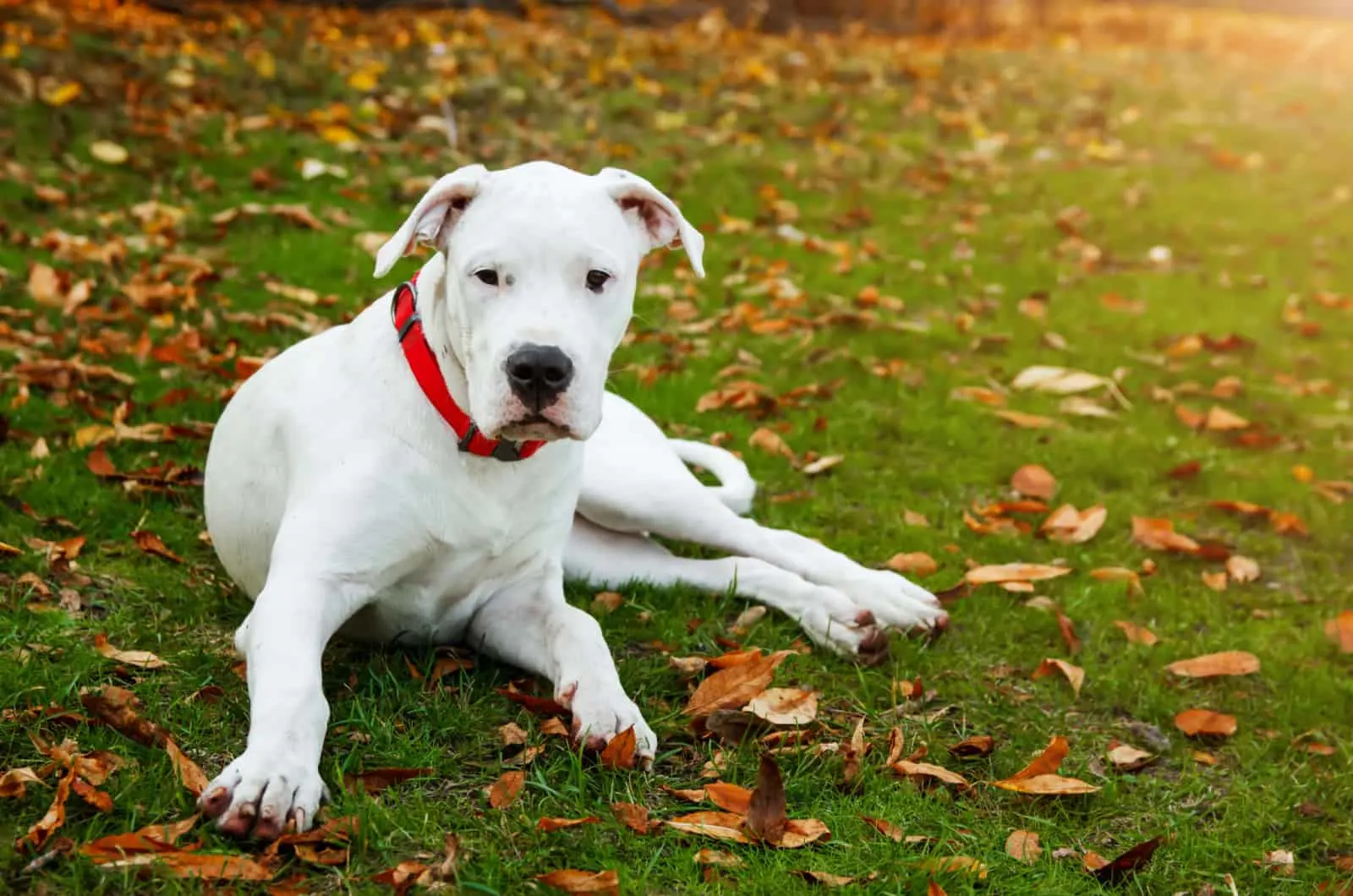 dogo argentino wearing a red collar