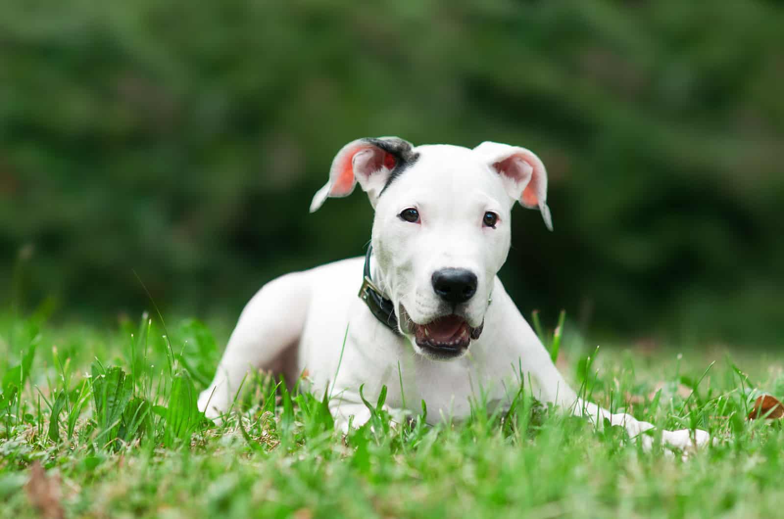 dogo argentino white puppy