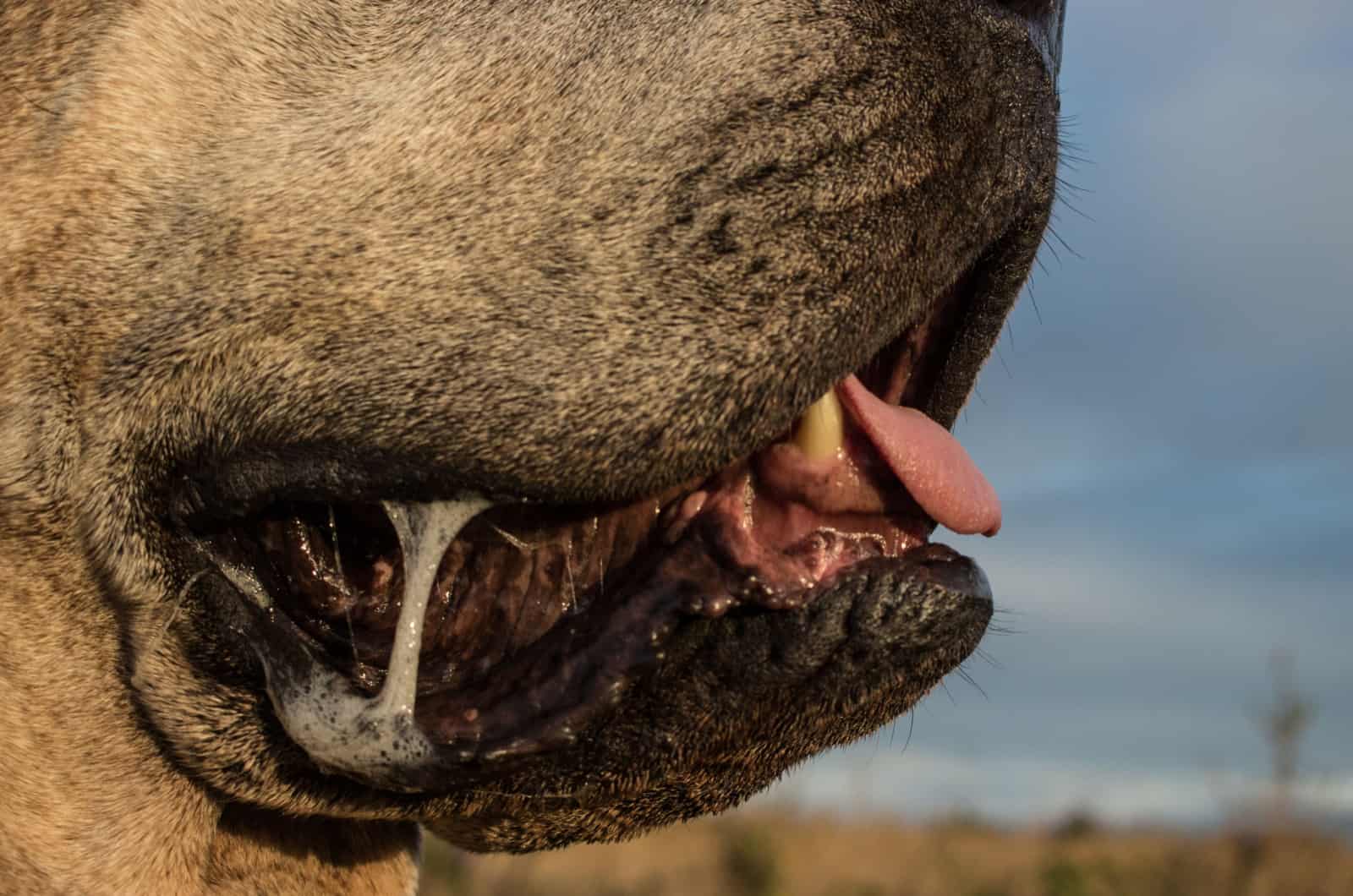 drool on dog's mouth