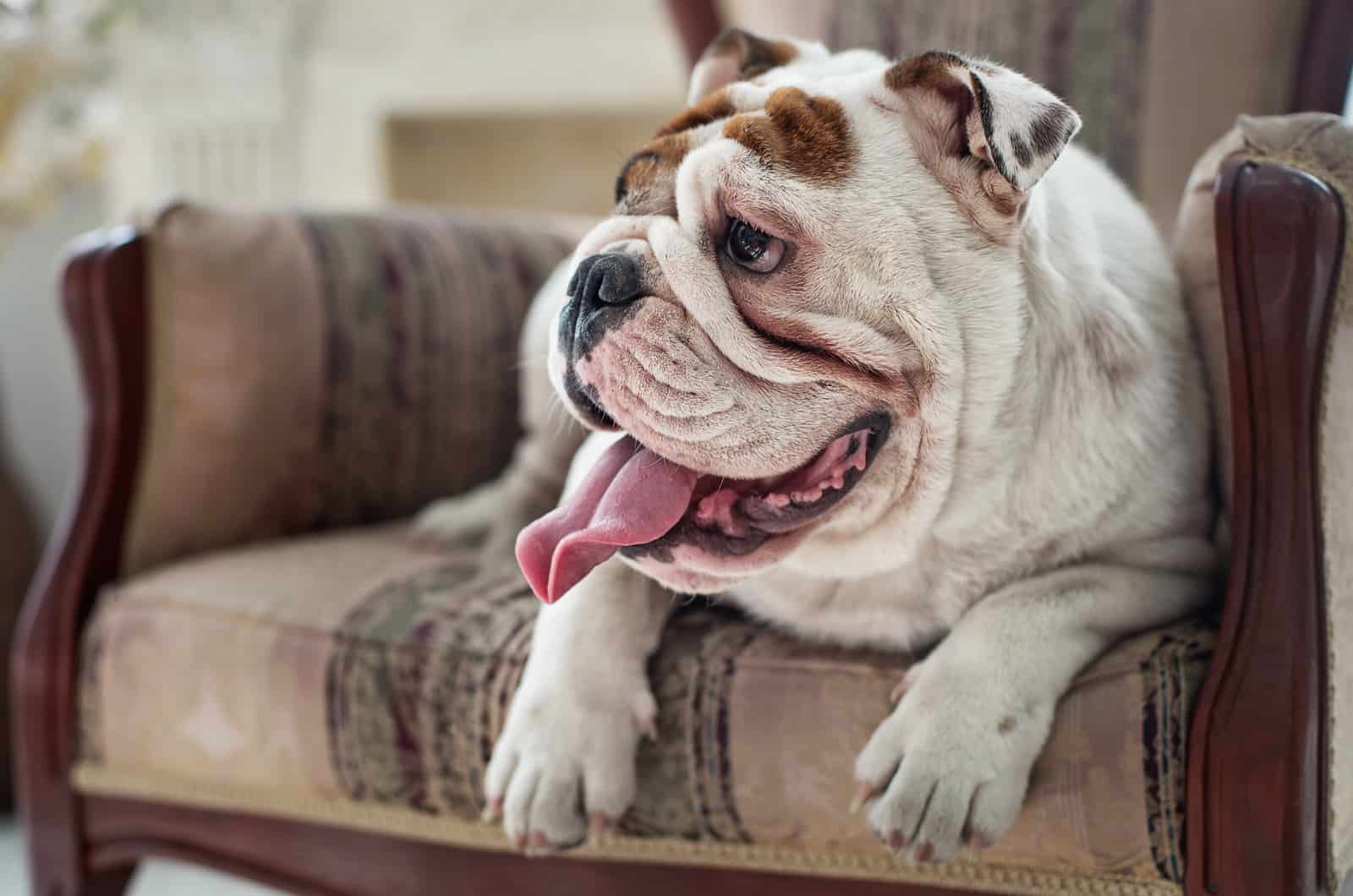 english bulldog on a chair