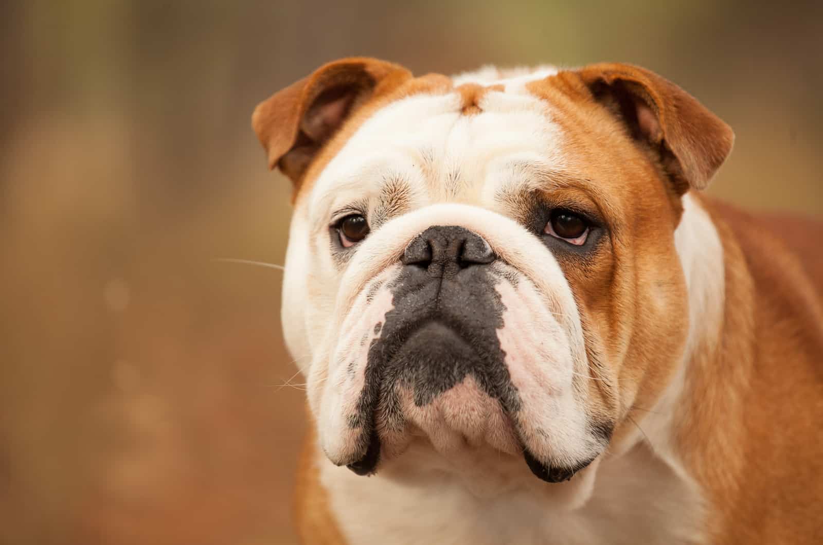 english bulldog photographed